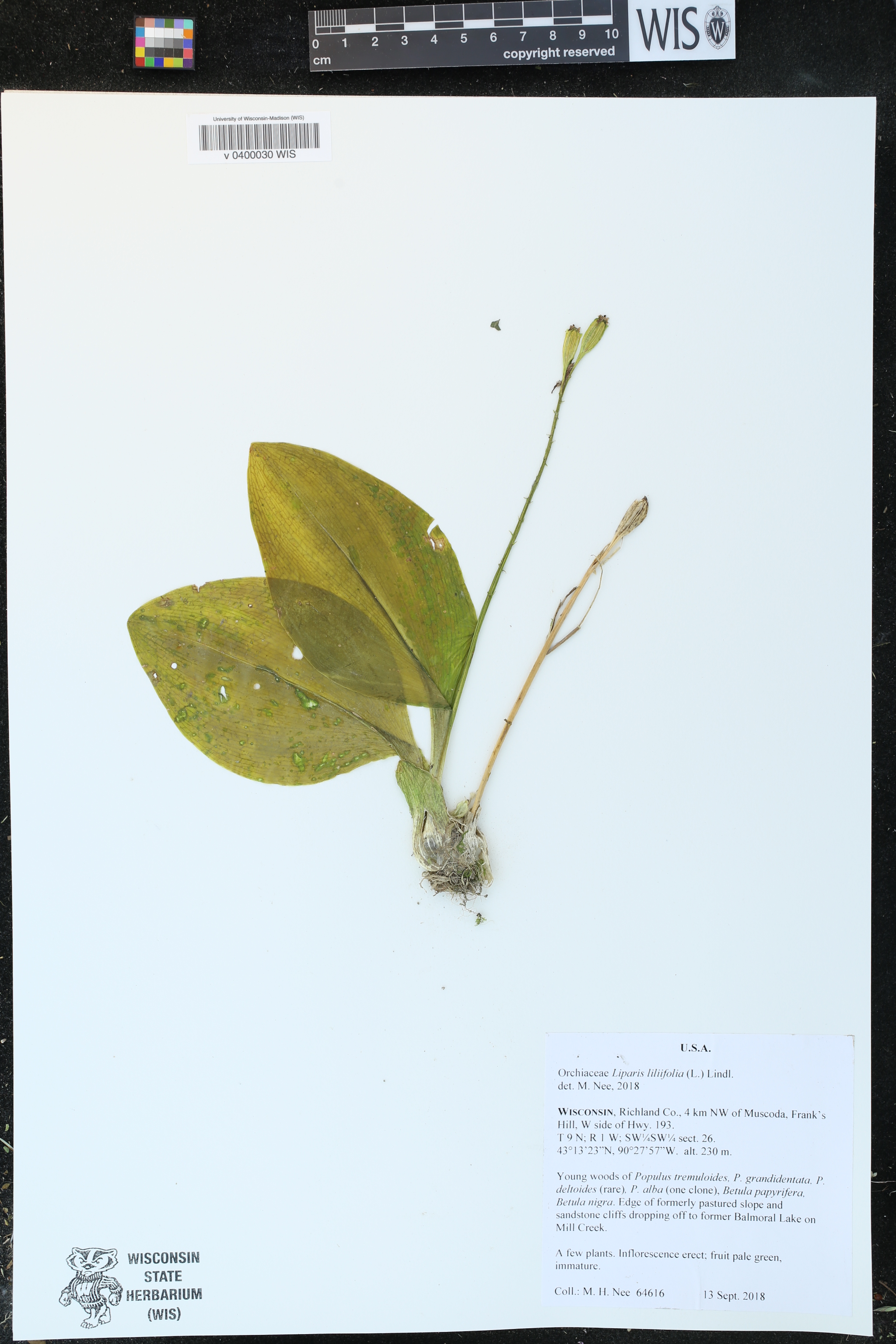 Liparis liliifolia image