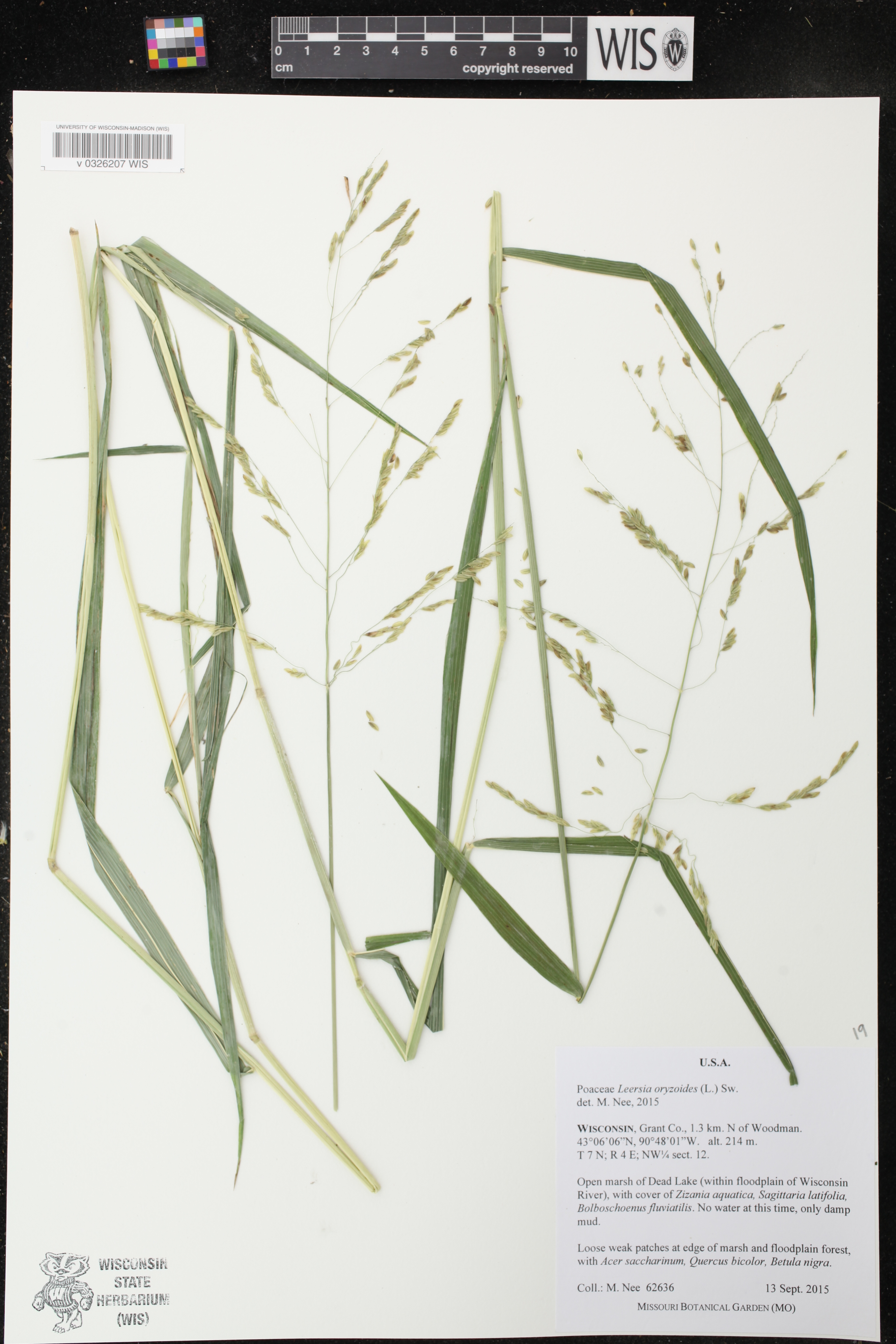 Leersia oryzoides image