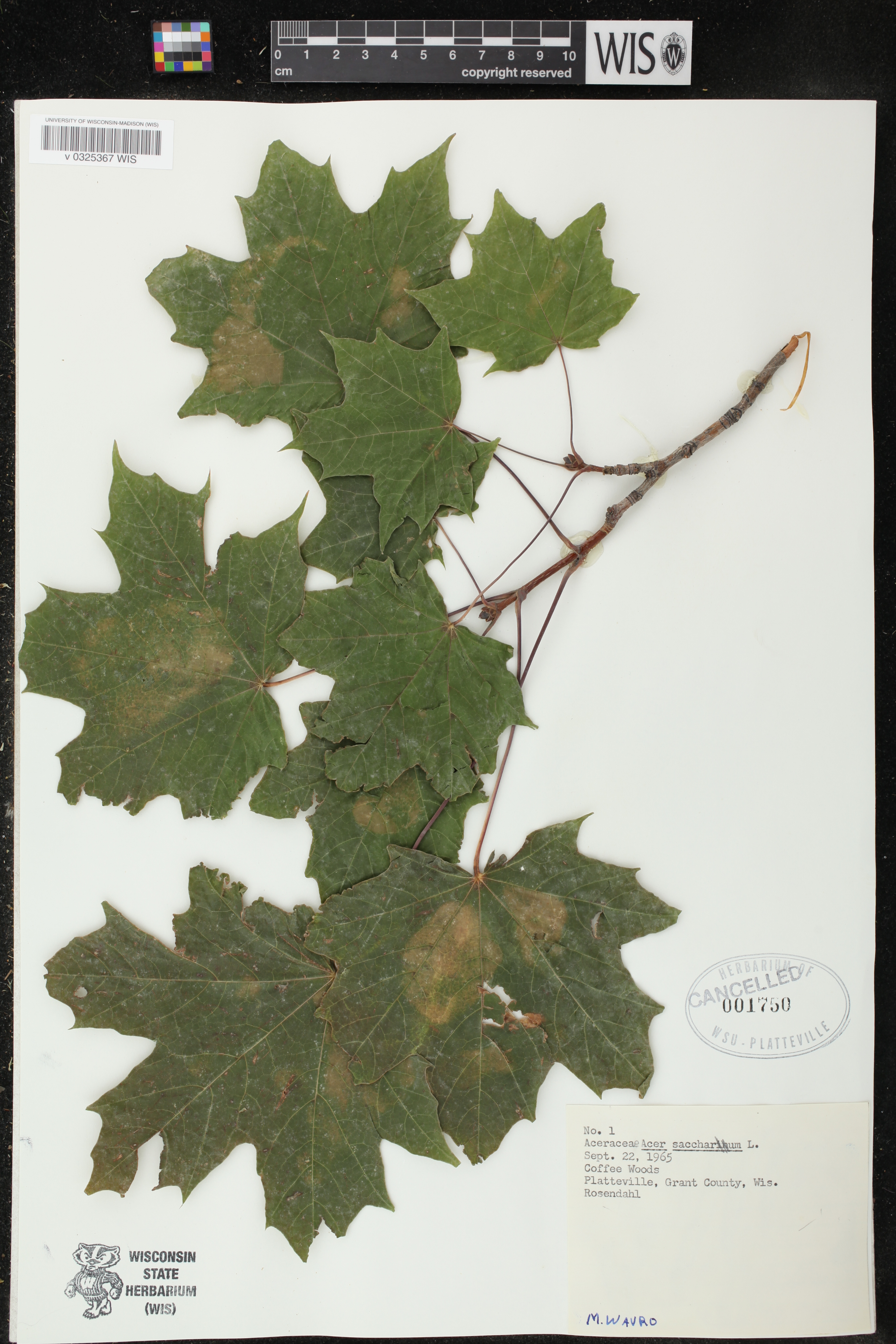 Acer saccharum var. saccharum image