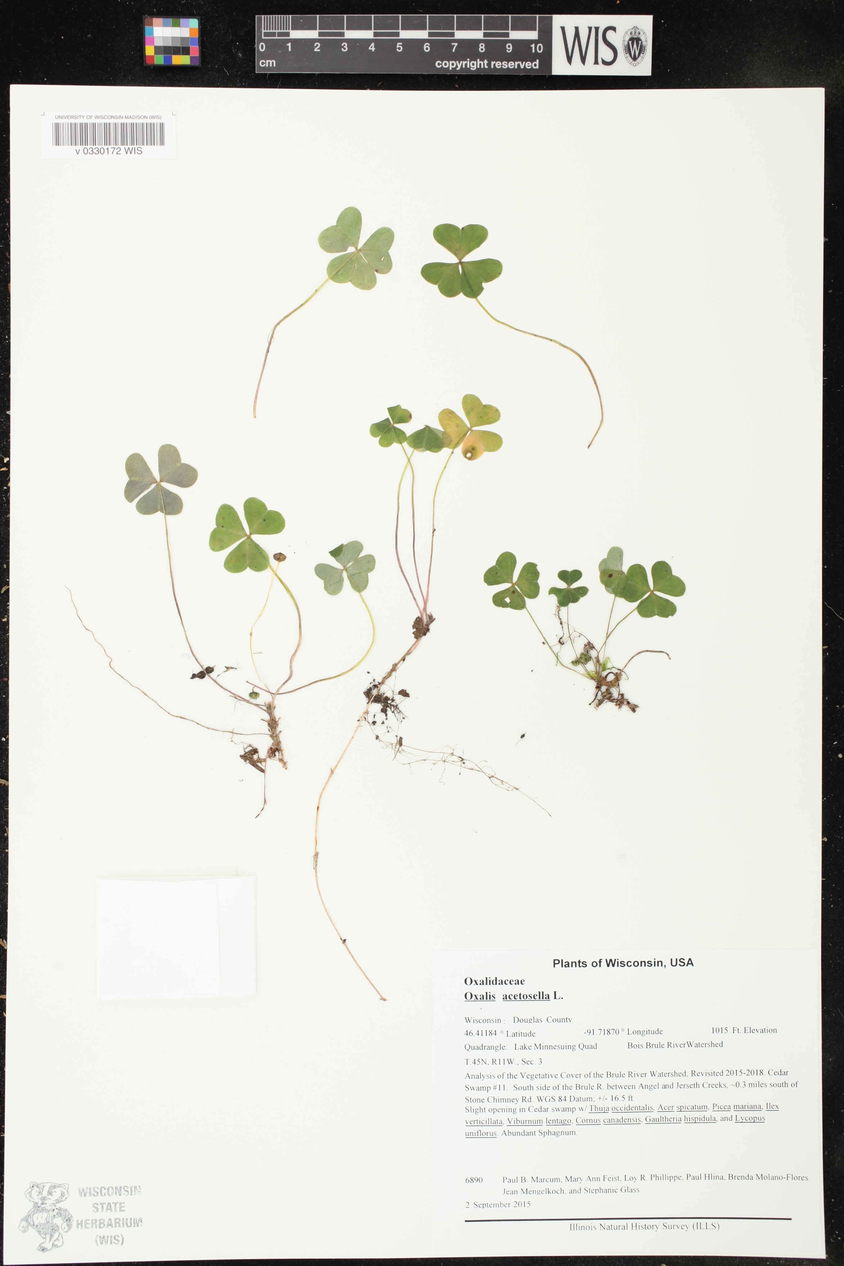 Image of Oxalis acetosella