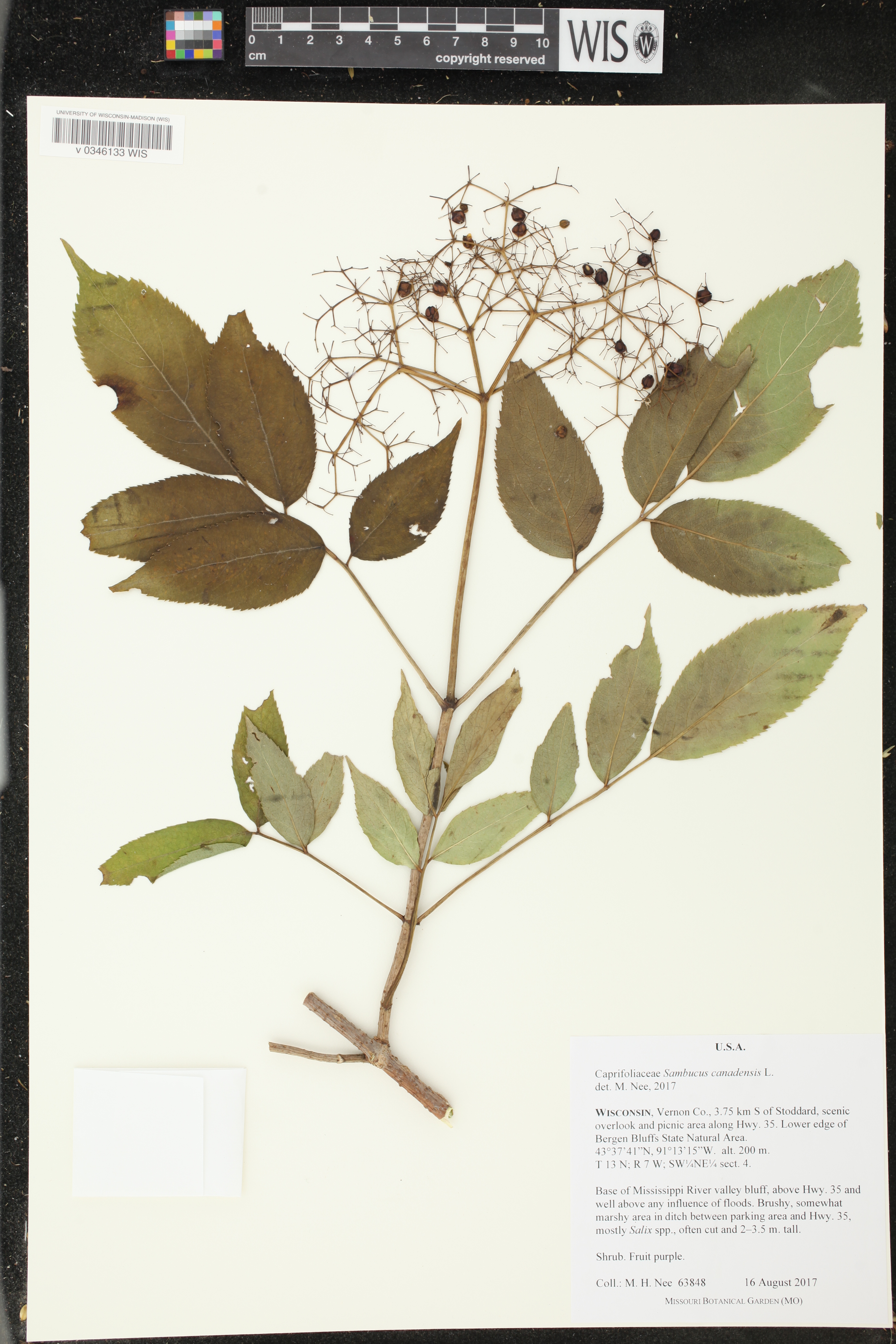 Sambucus canadensis image