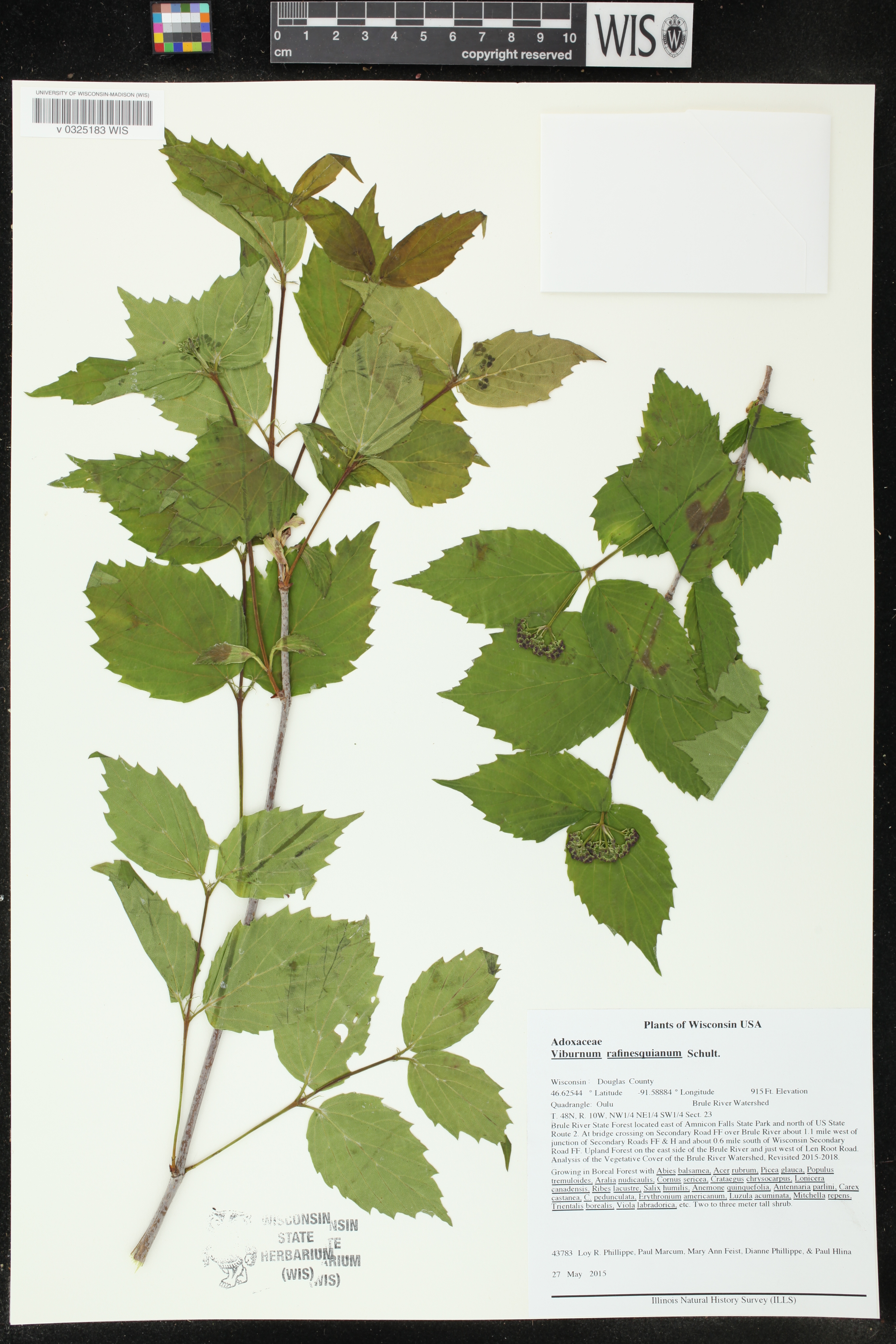 Viburnum rafinesquianum image