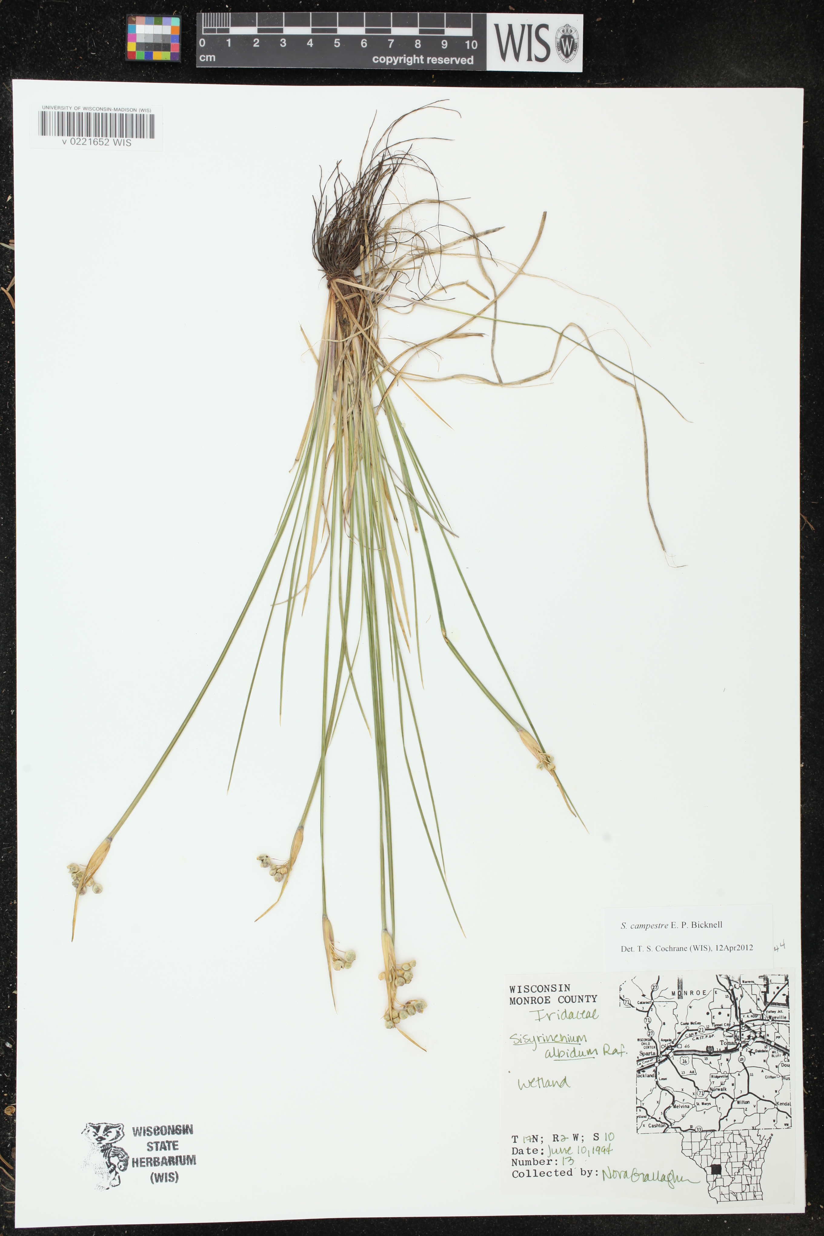 Sisyrinchium campestre image