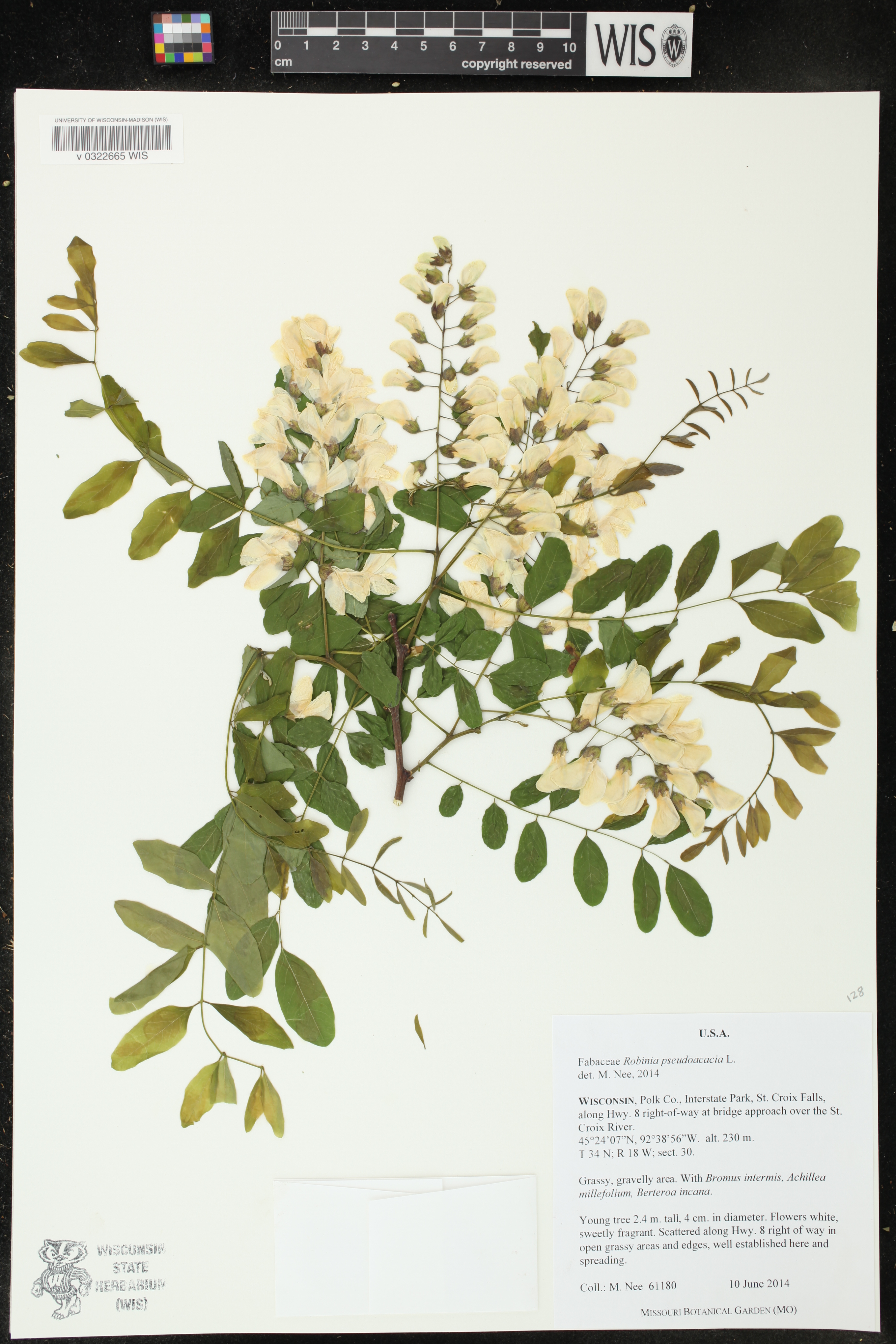 Robinia pseudoacacia image