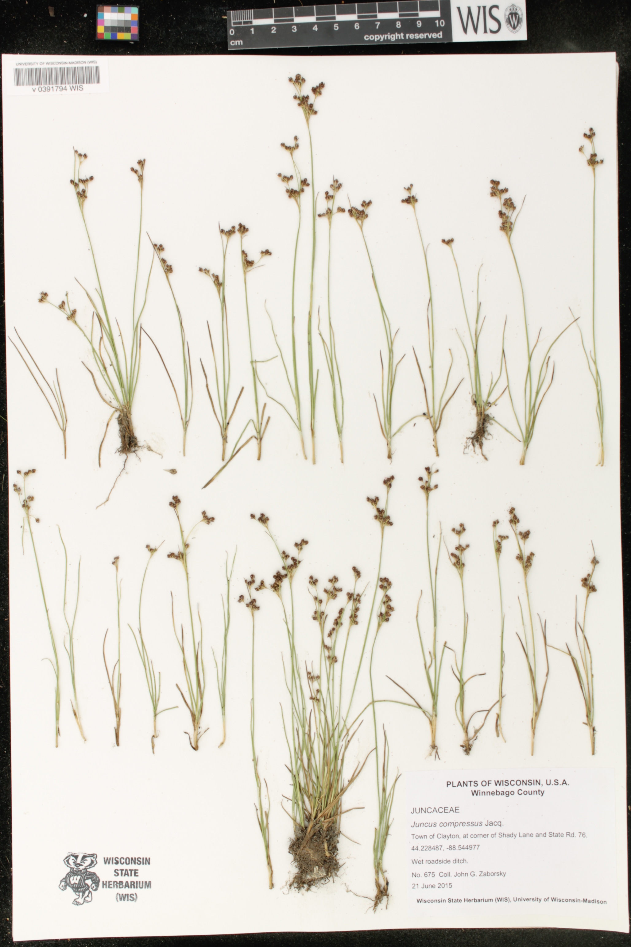 Juncus compressus image