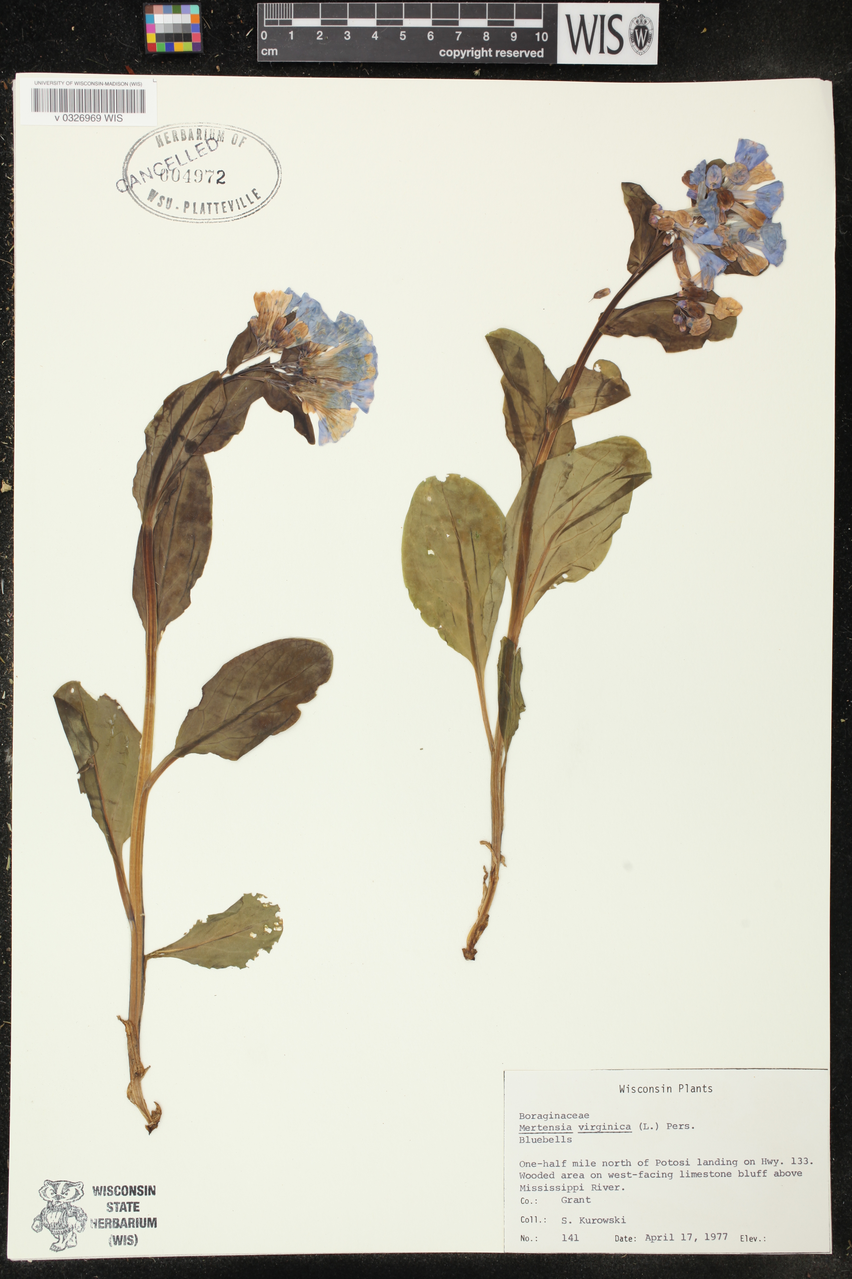 Mertensia virginica image
