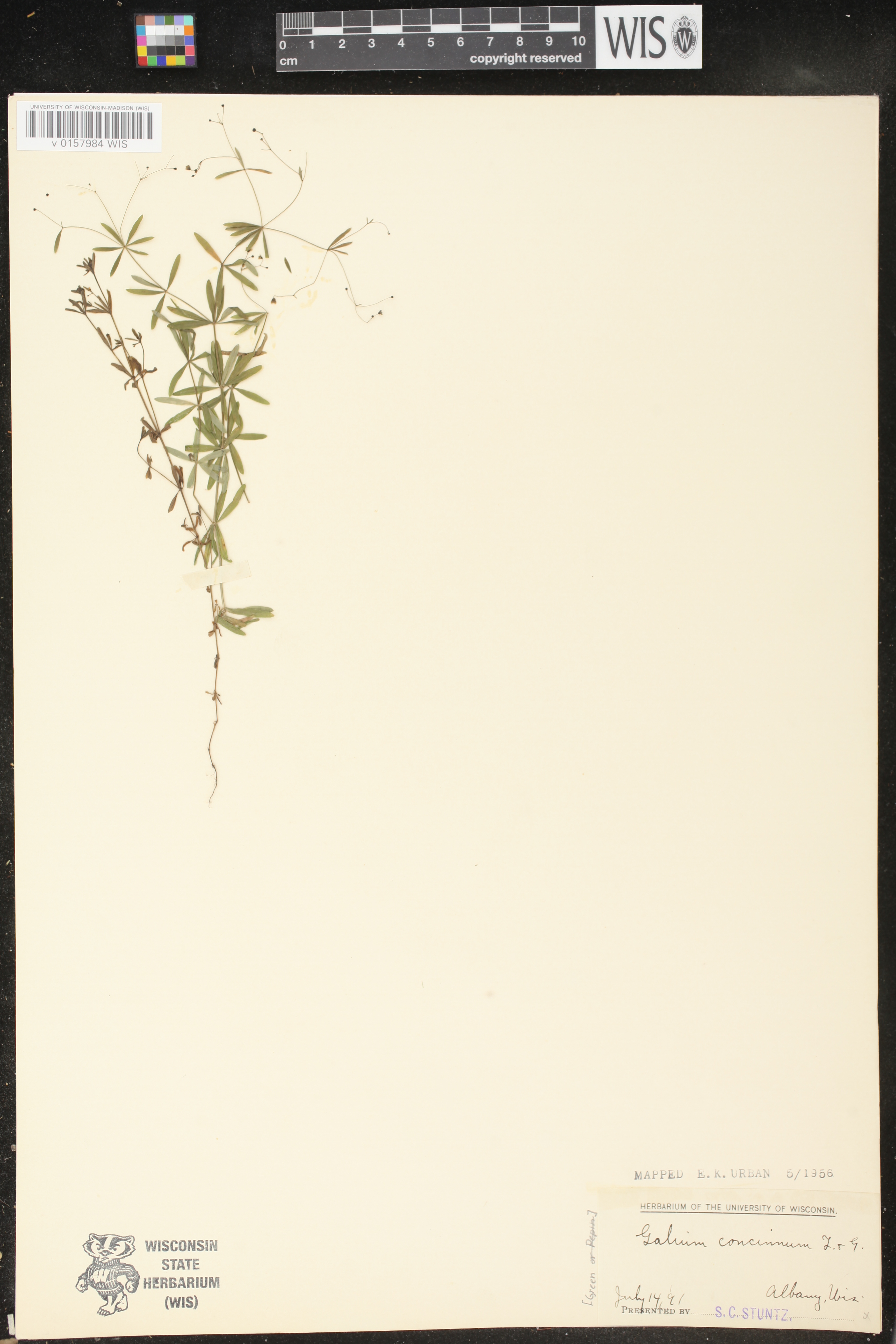 Galium concinnum image