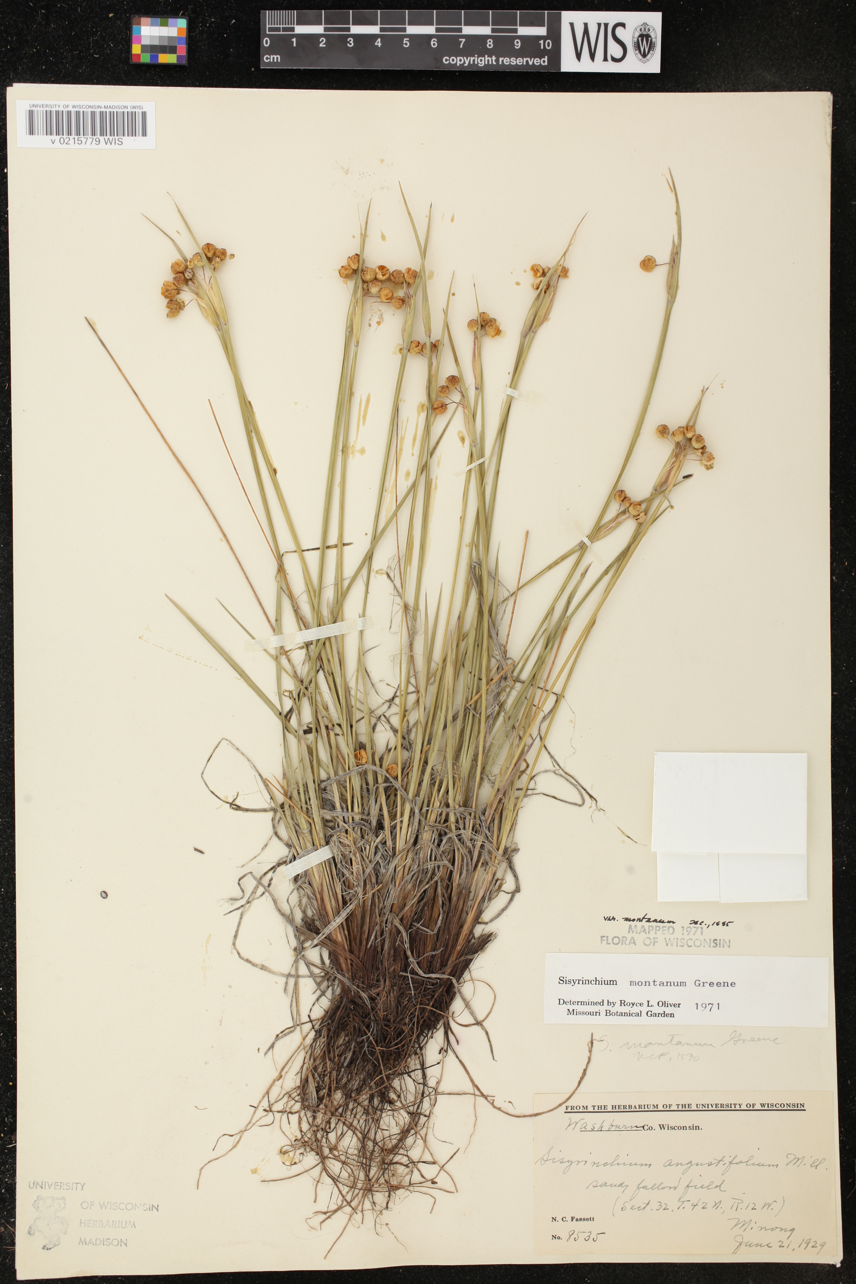 Sisyrinchium montanum var. montanum image