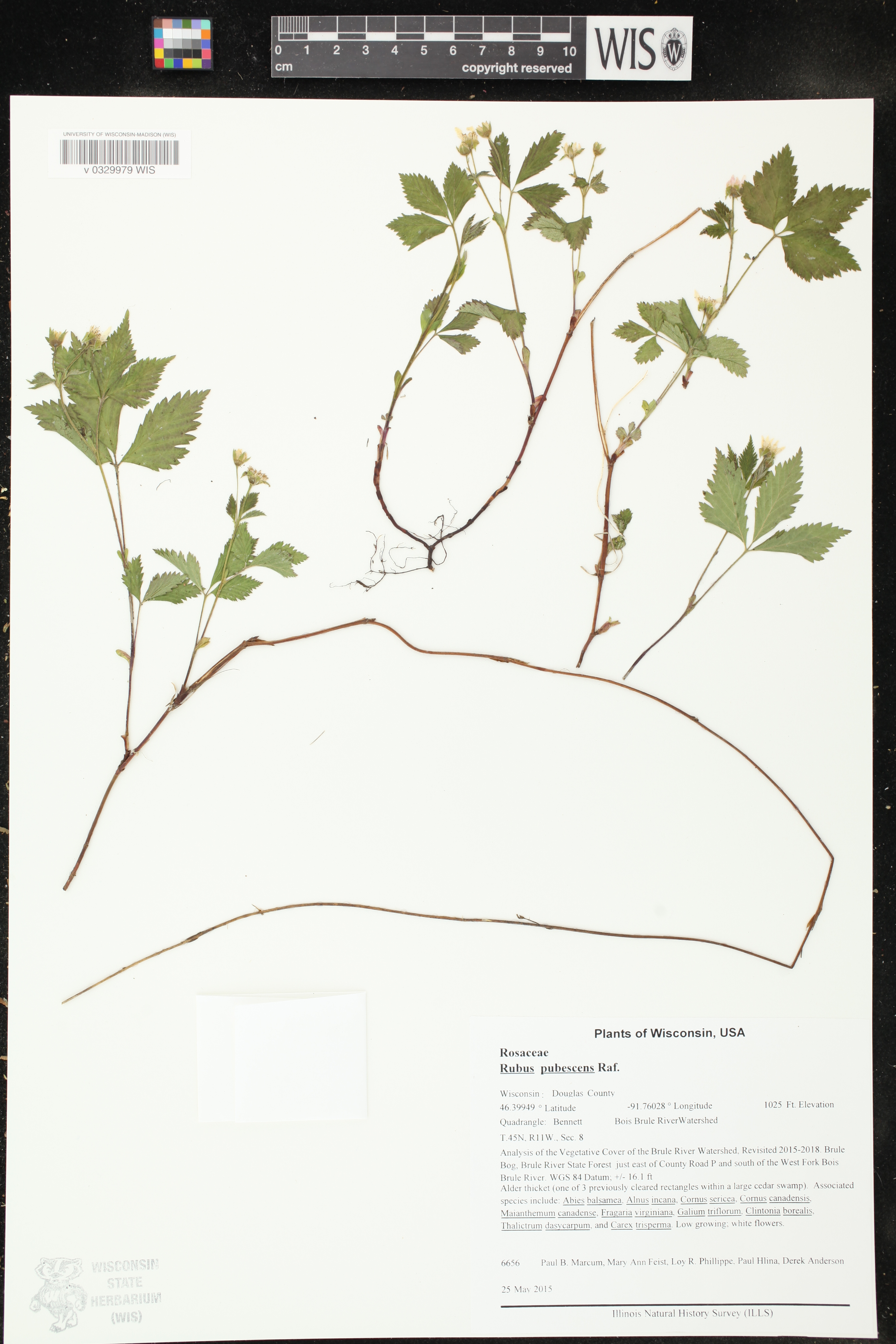 Rubus pubescens image