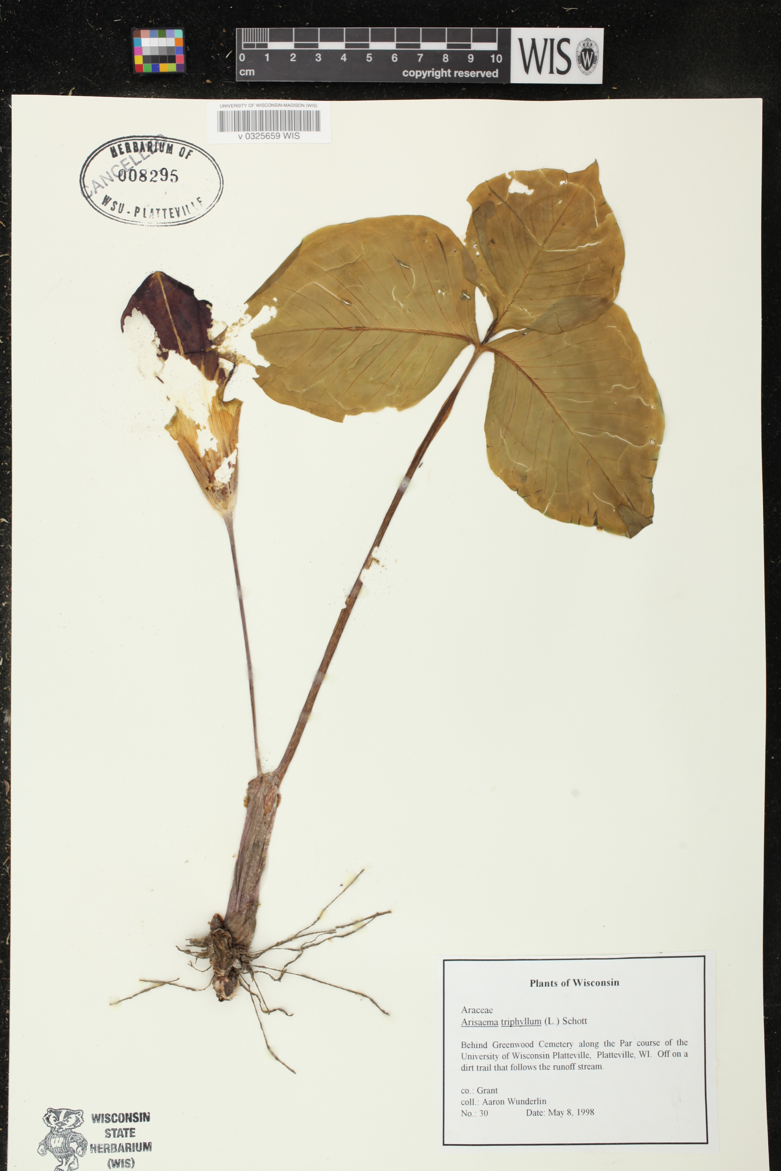 Arisaema triphyllum subsp. triphyllum image