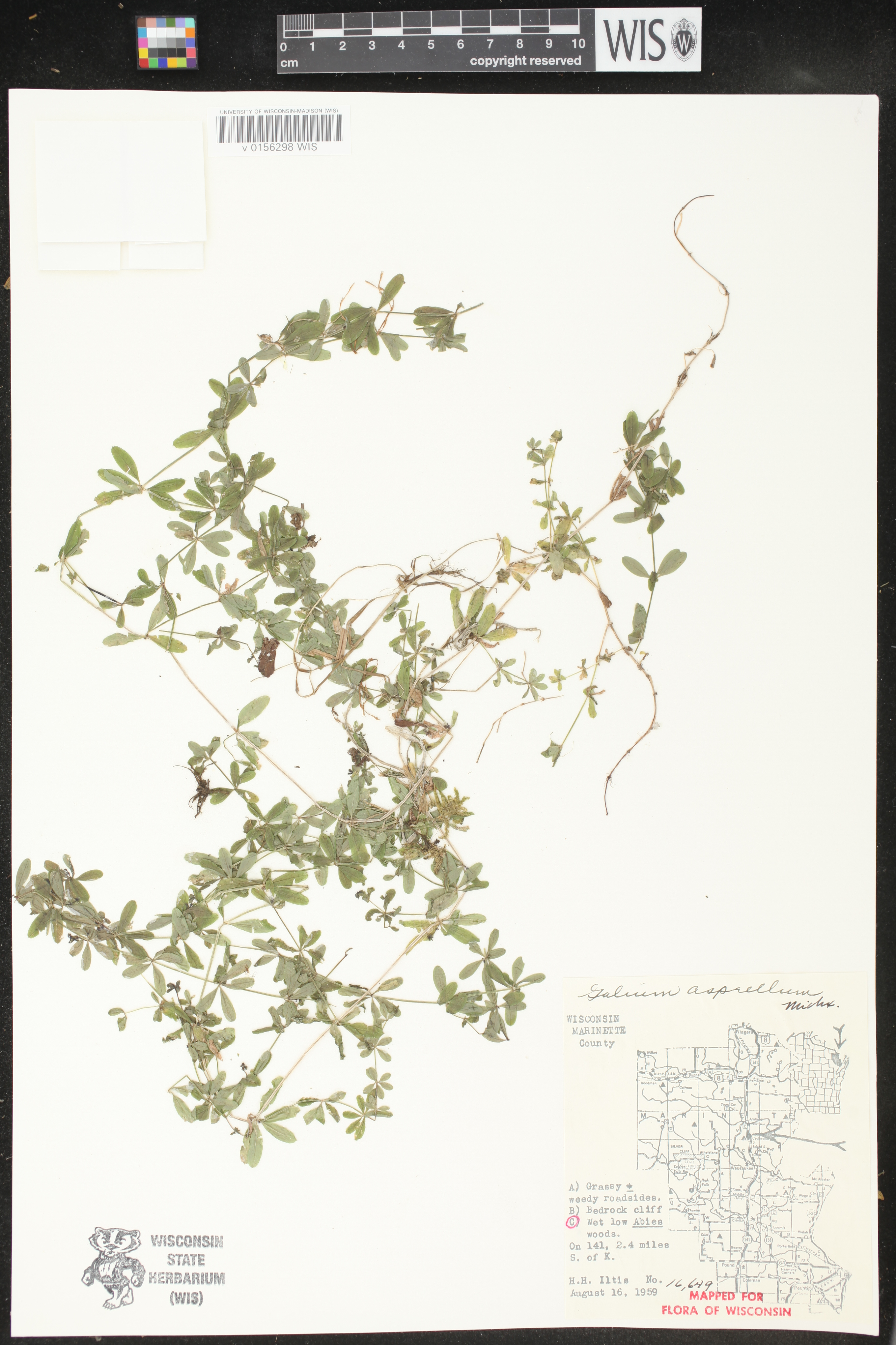 Galium asprellum image