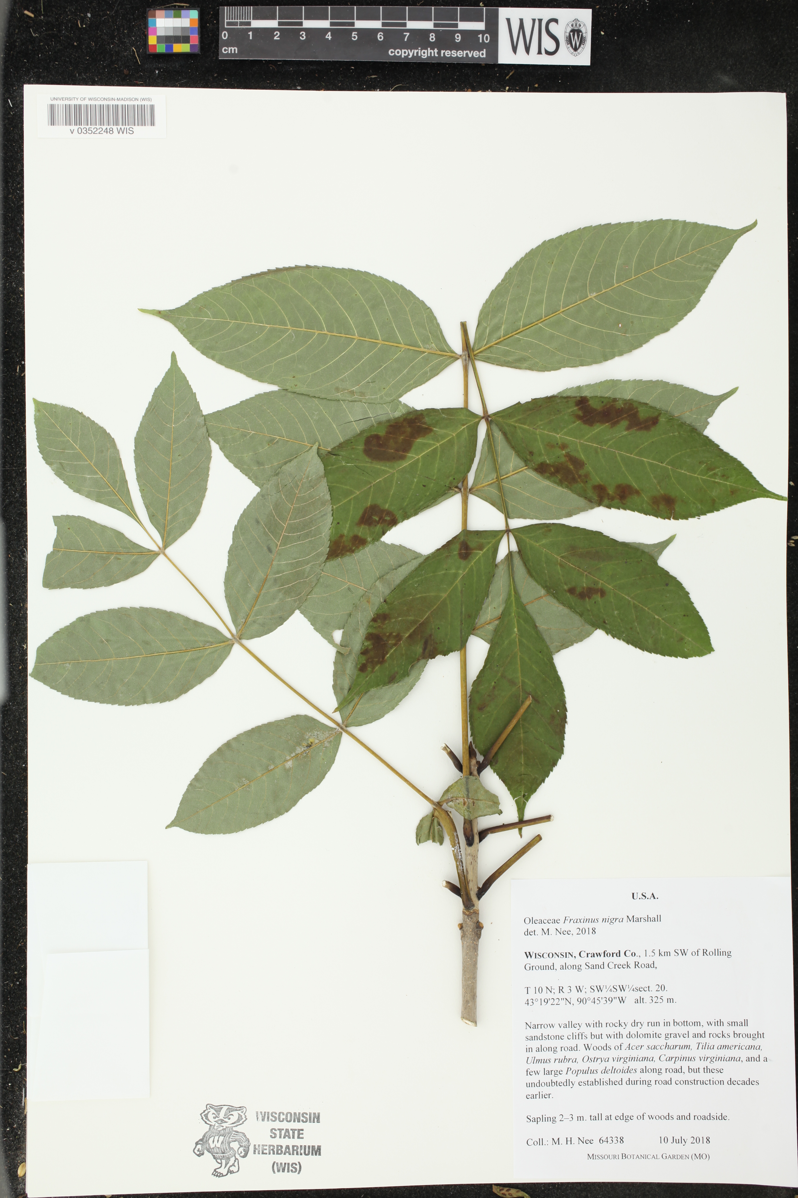 Fraxinus nigra image