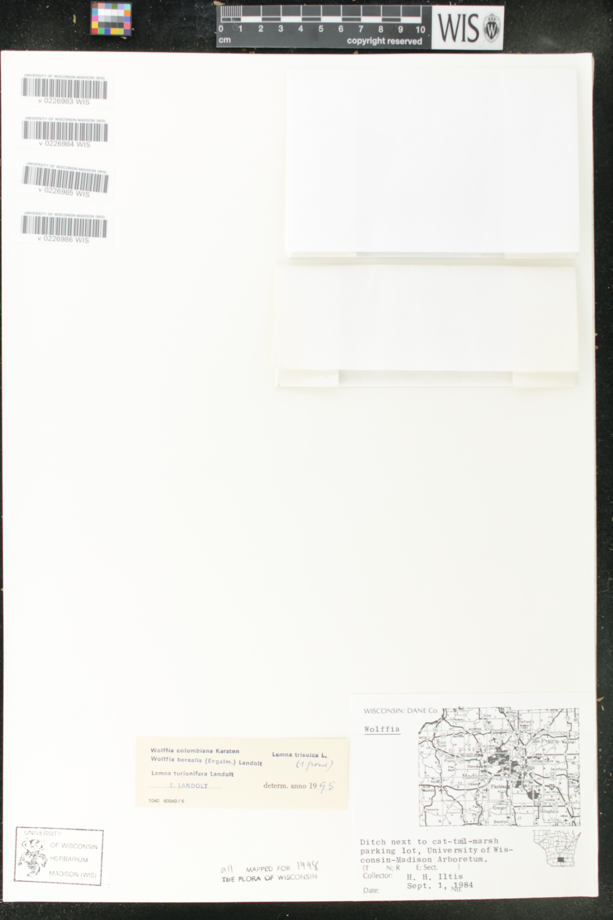 Lemna trisulca image