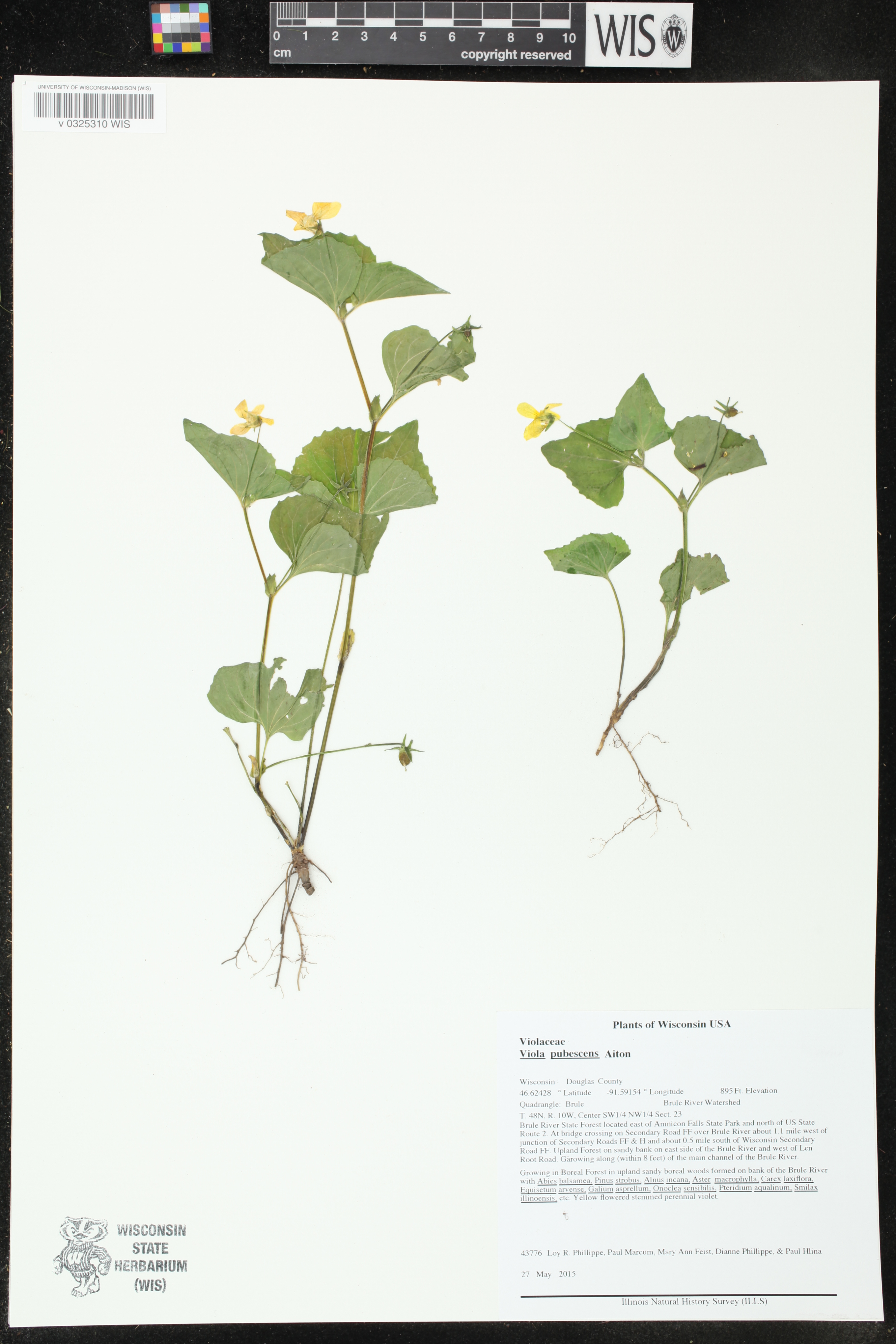 Viola pubescens image