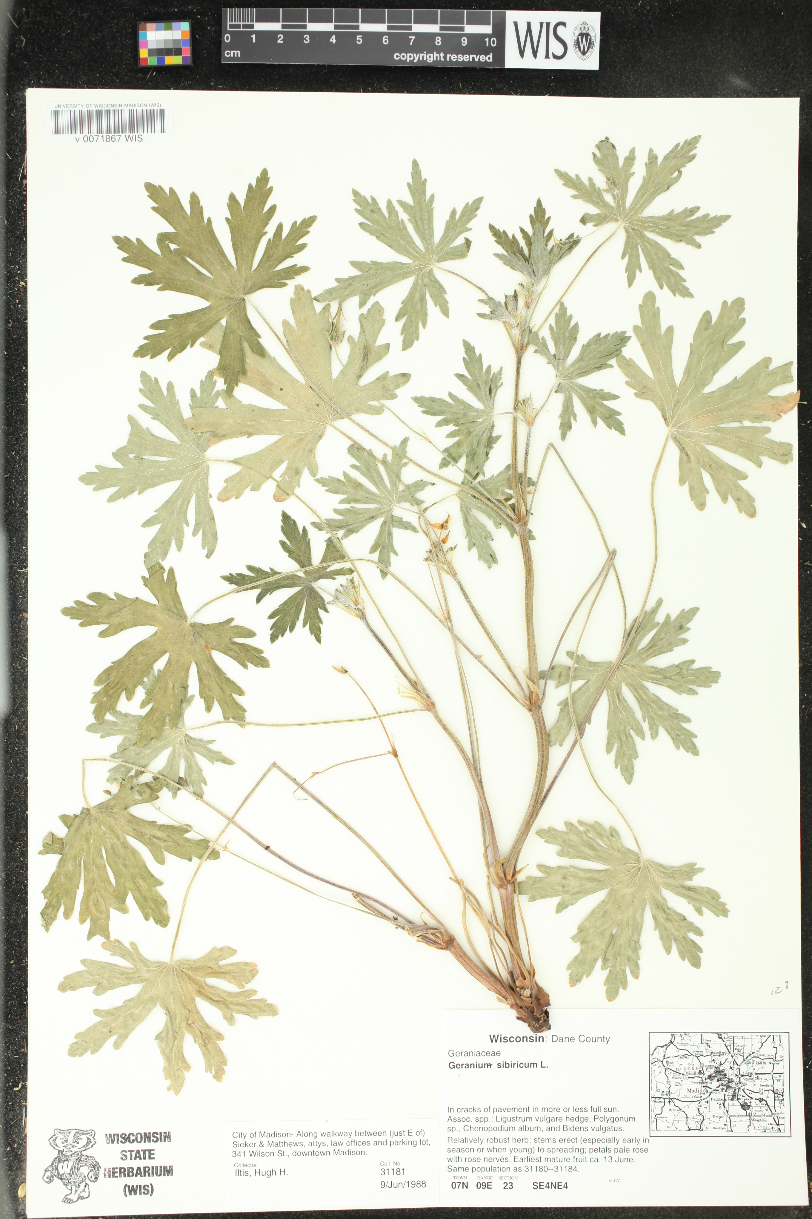 Geranium sibiricum image