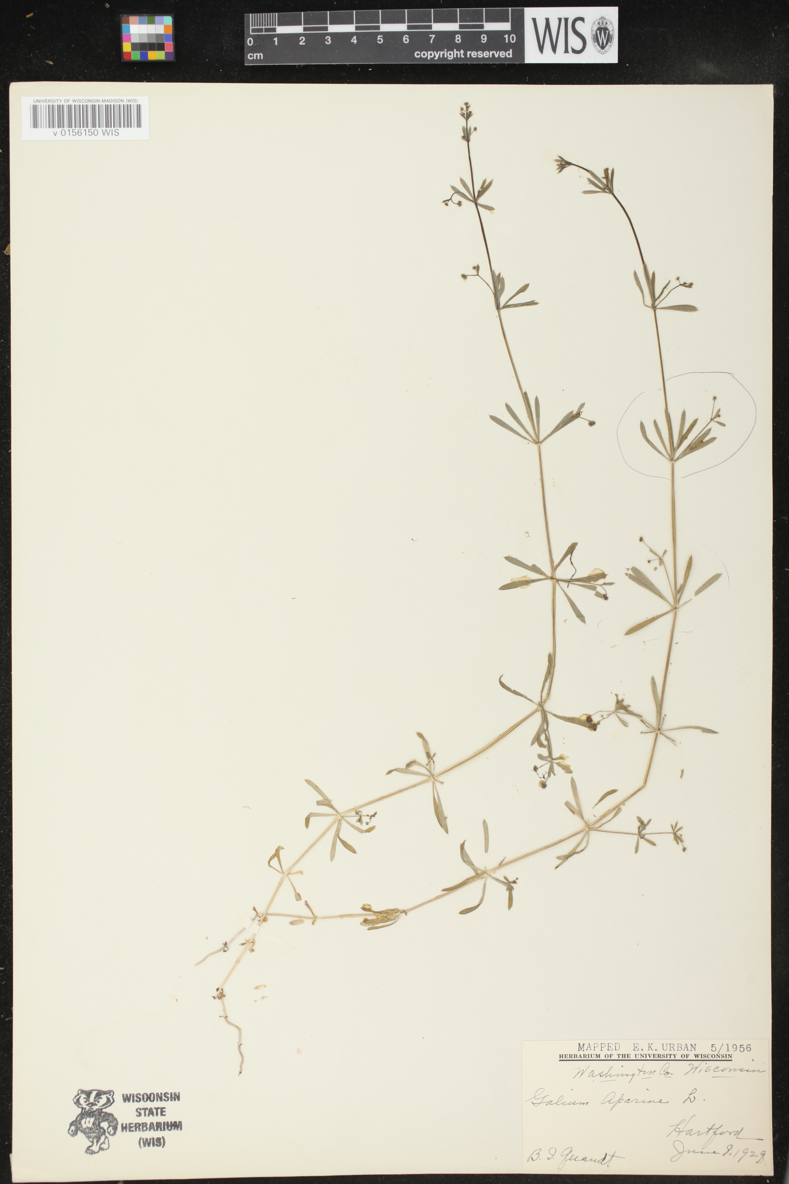 Galium aparine image