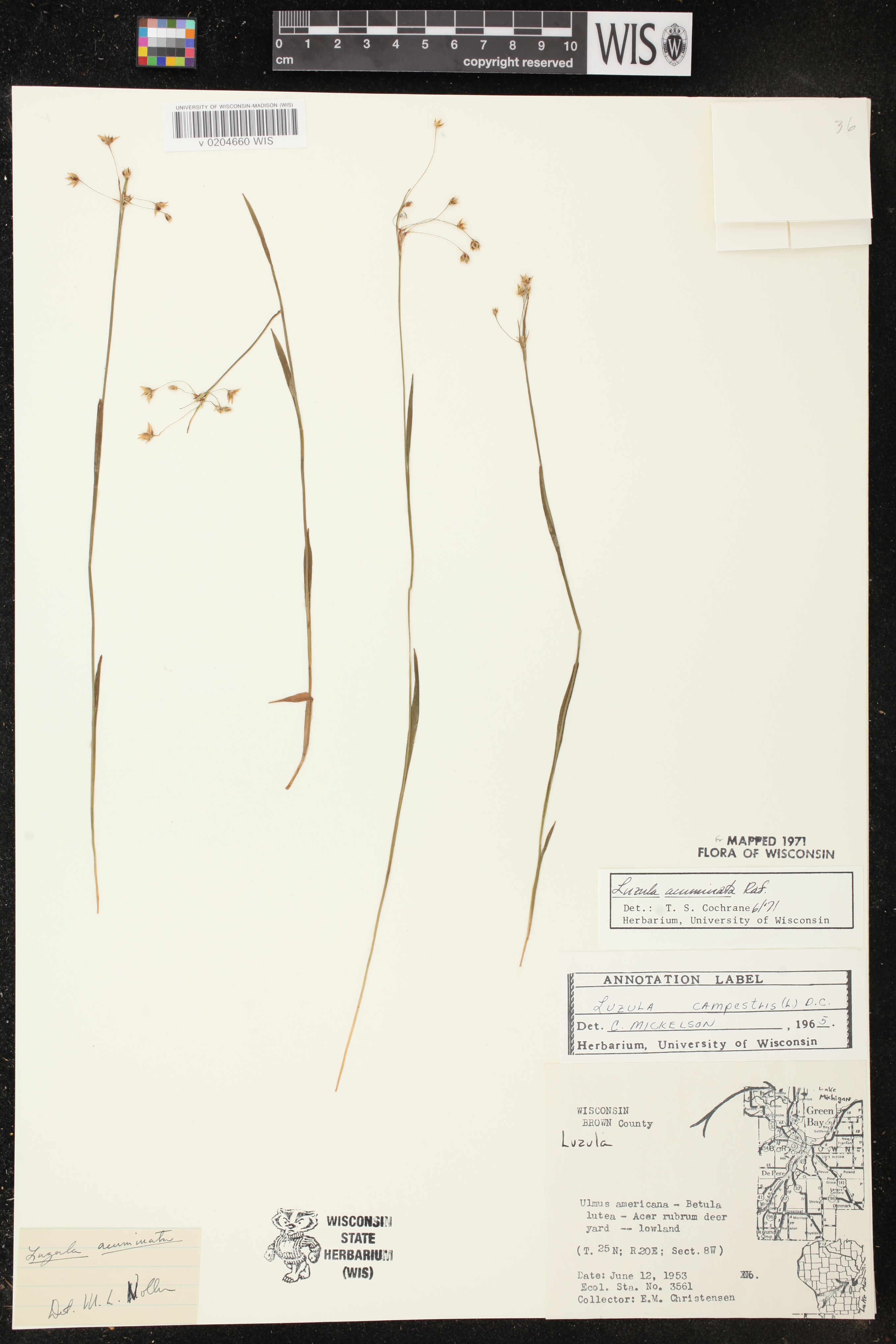 Luzula acuminata image