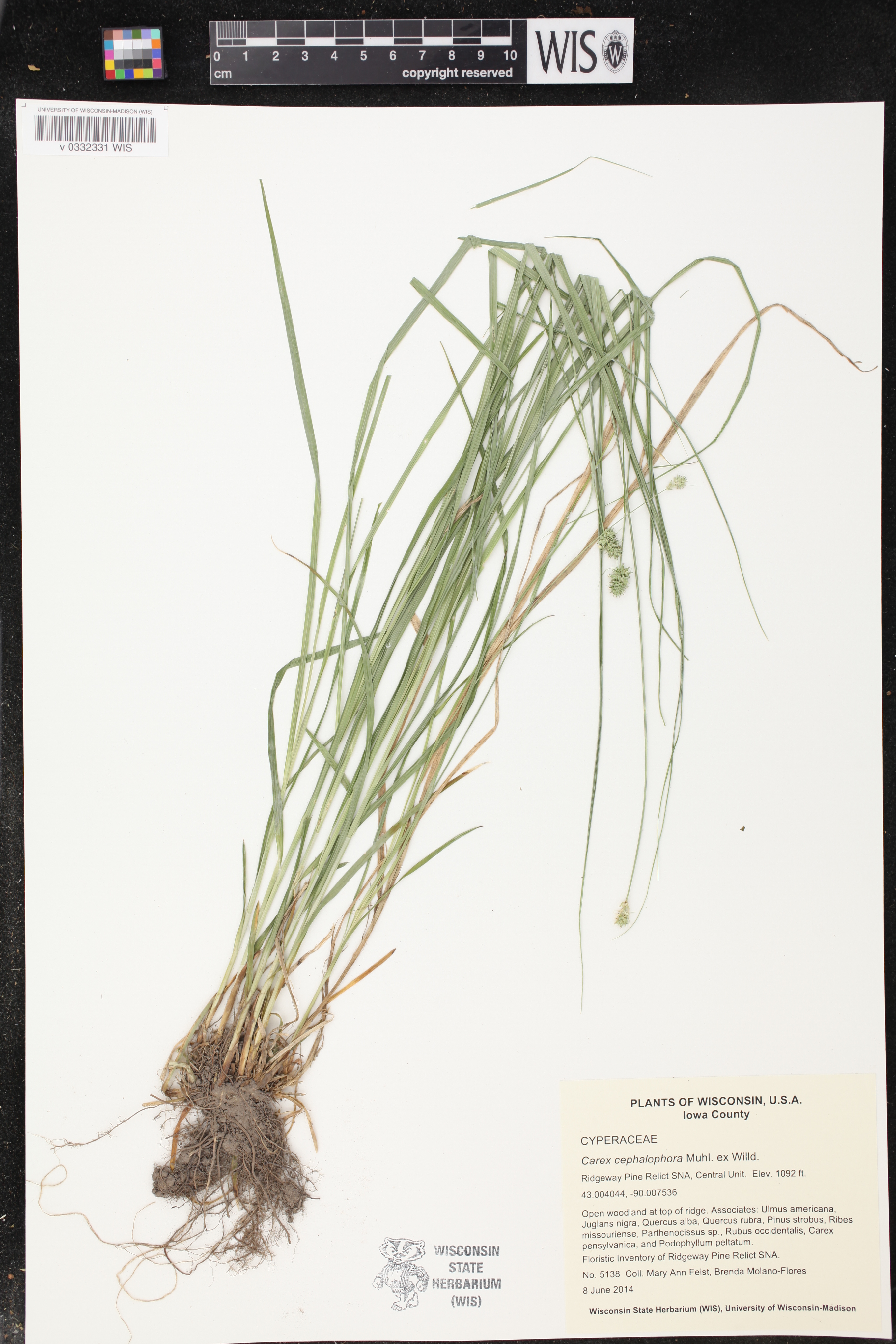 Carex cephalophora image