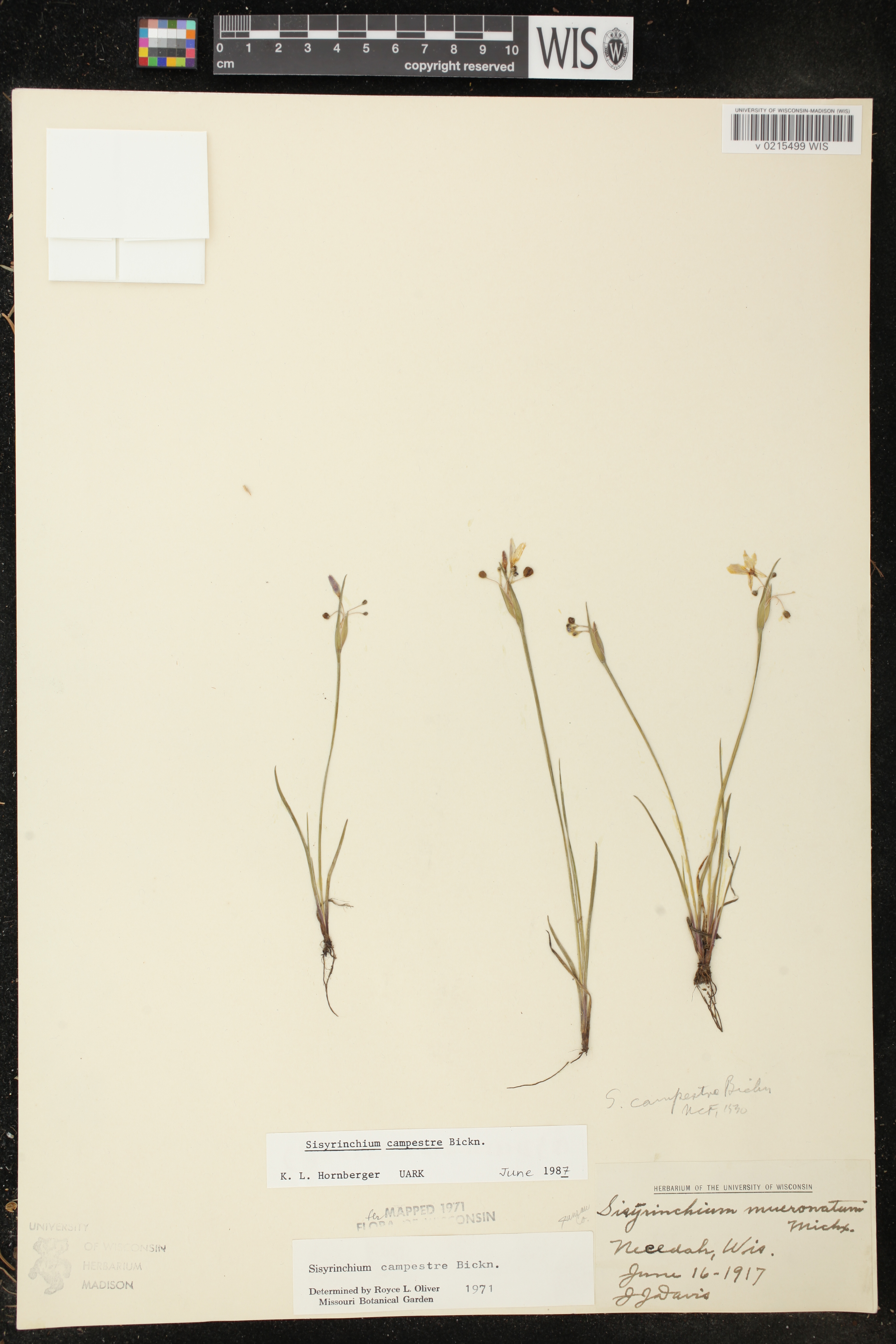 Sisyrinchium campestre image