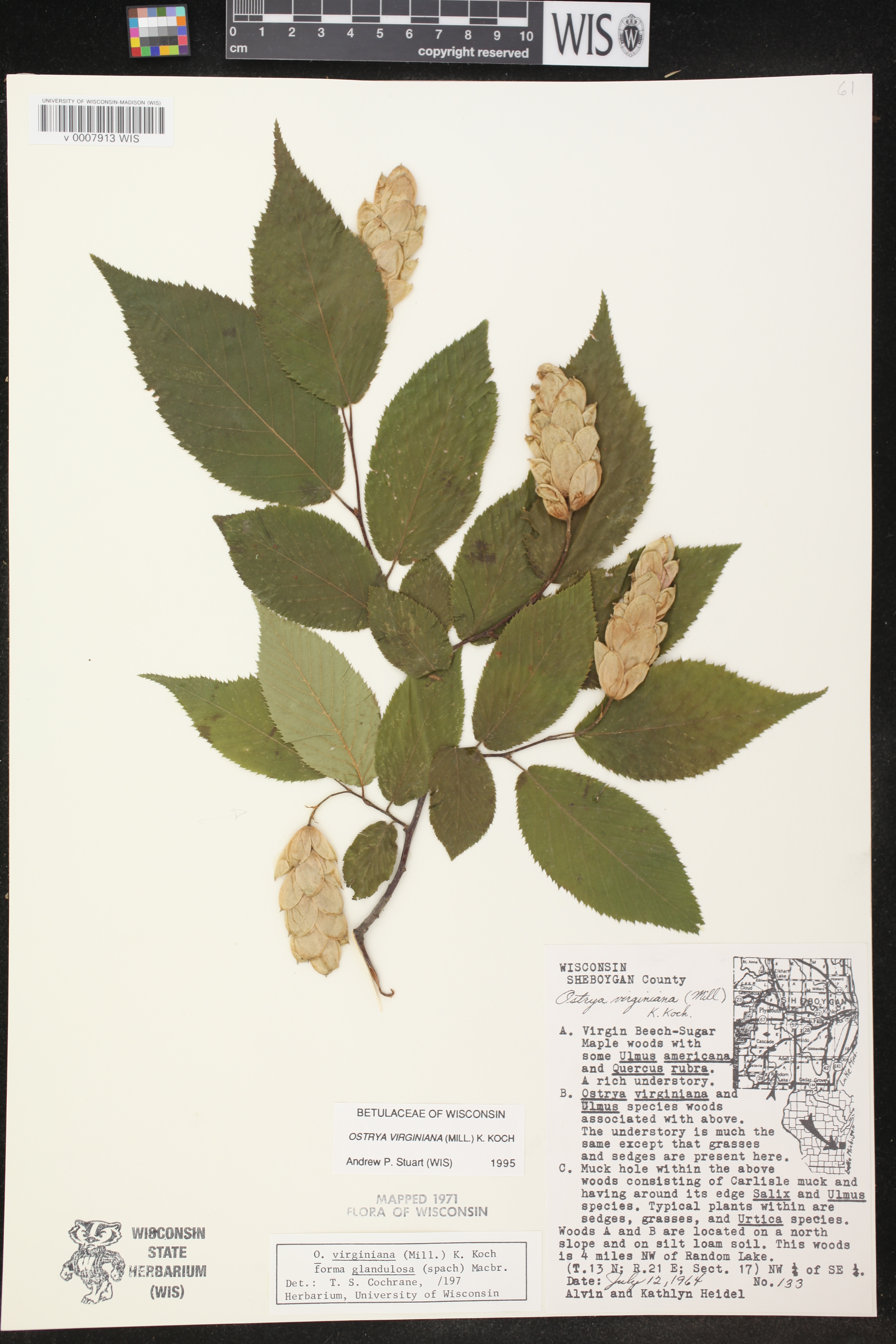 Ostrya virginiana image