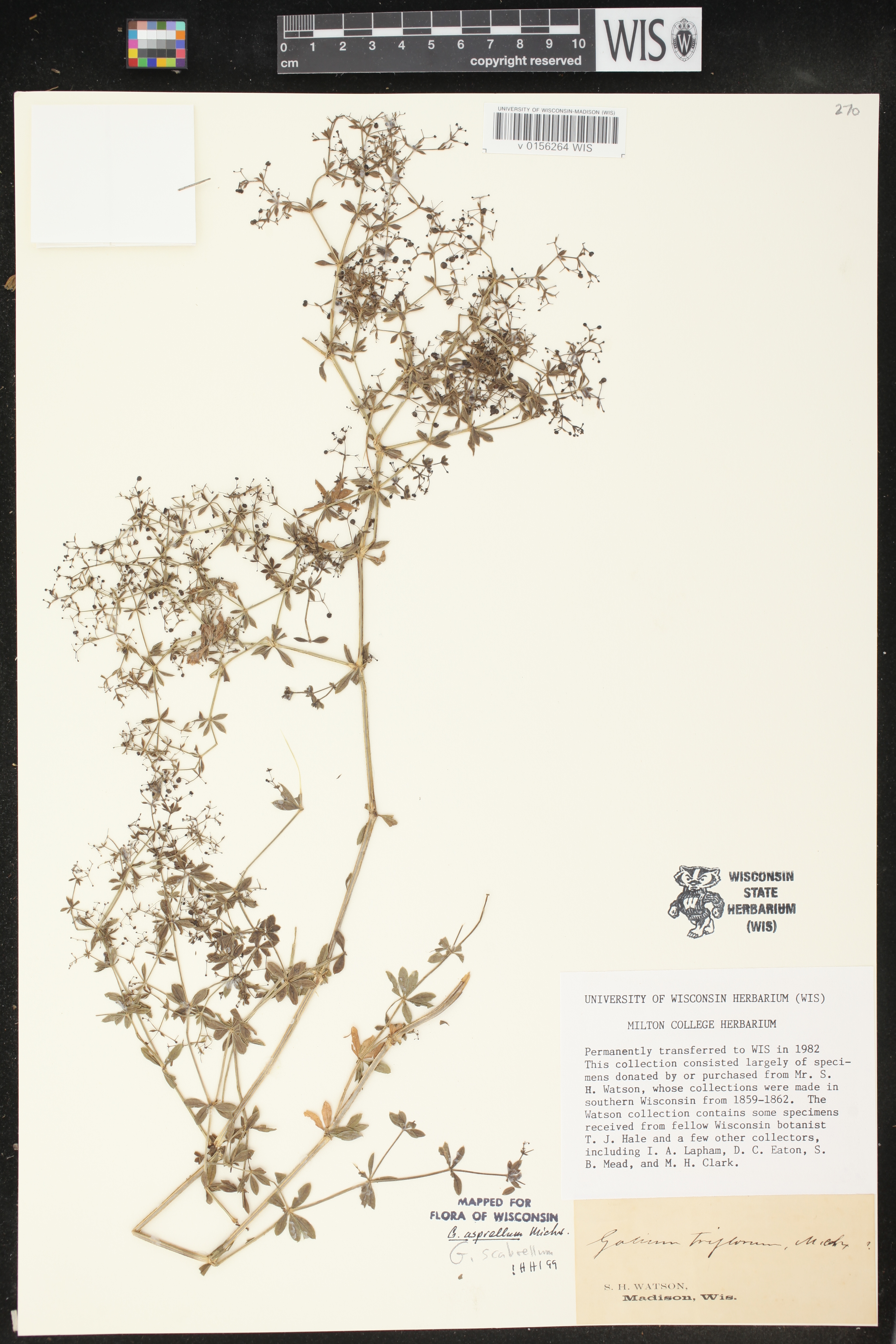Galium asprellum image