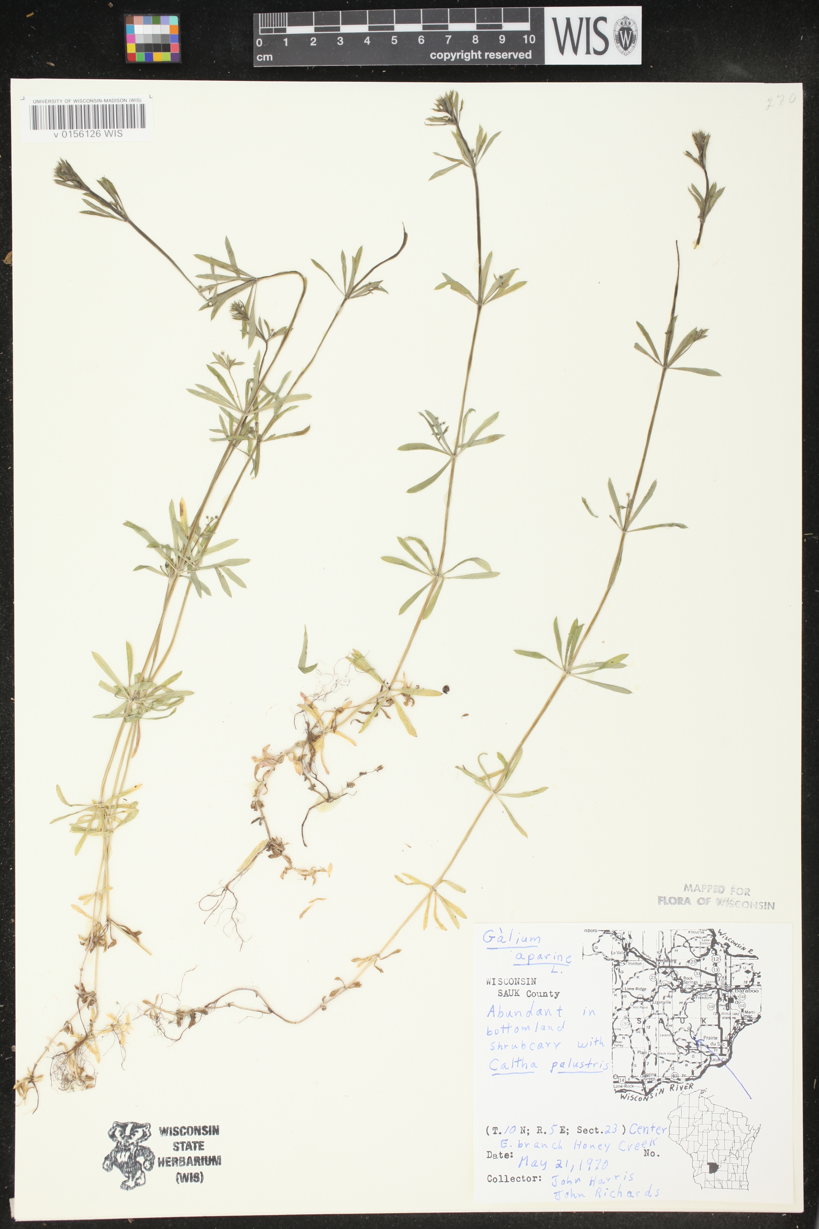 Galium aparine image