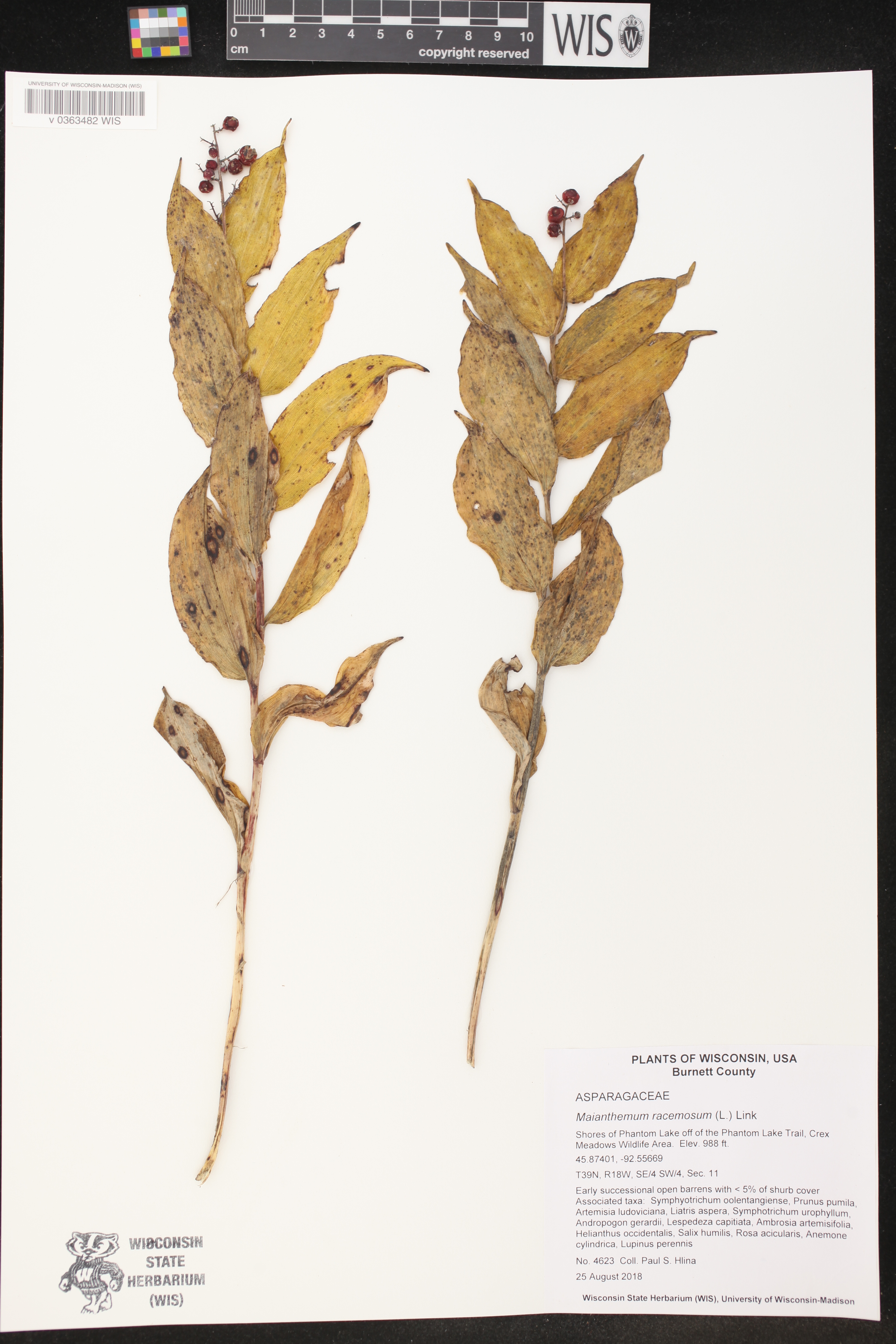 Maianthemum racemosum image