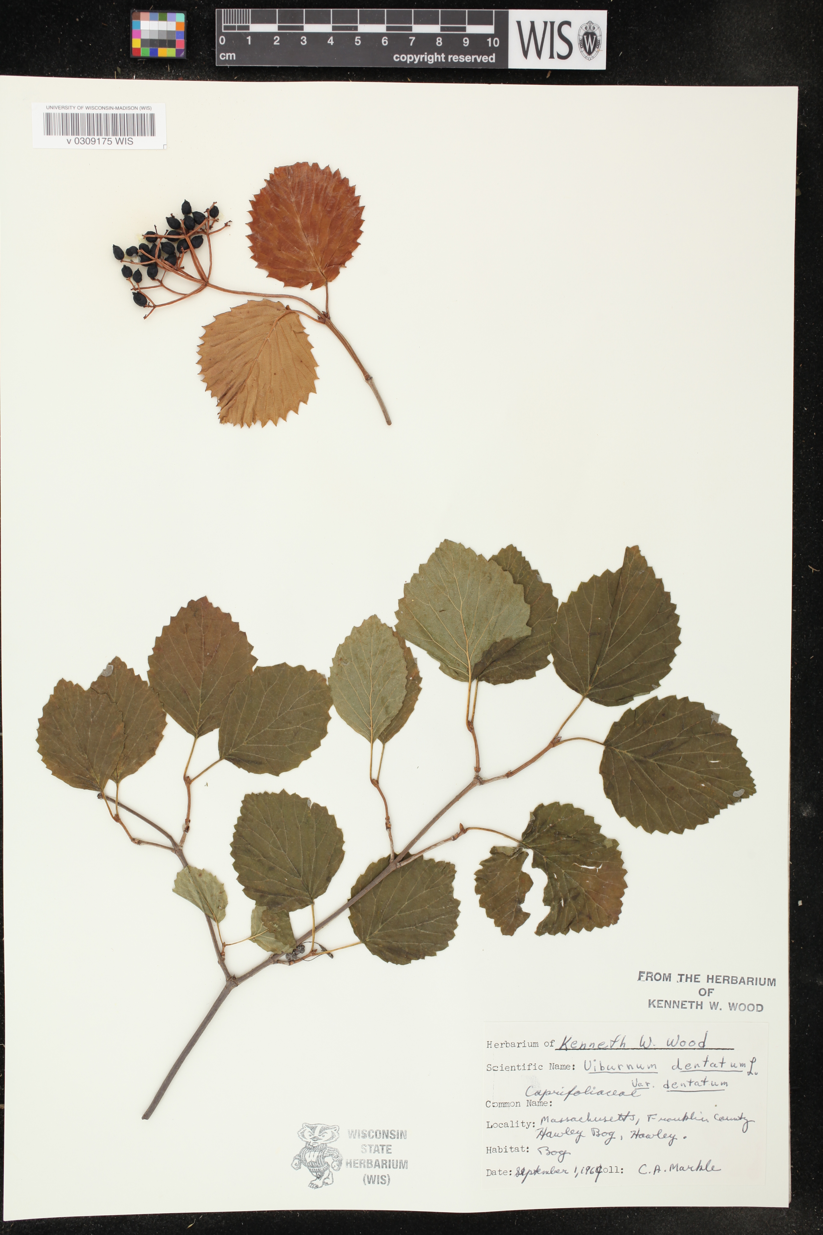 Viburnum dentatum var. dentatum image