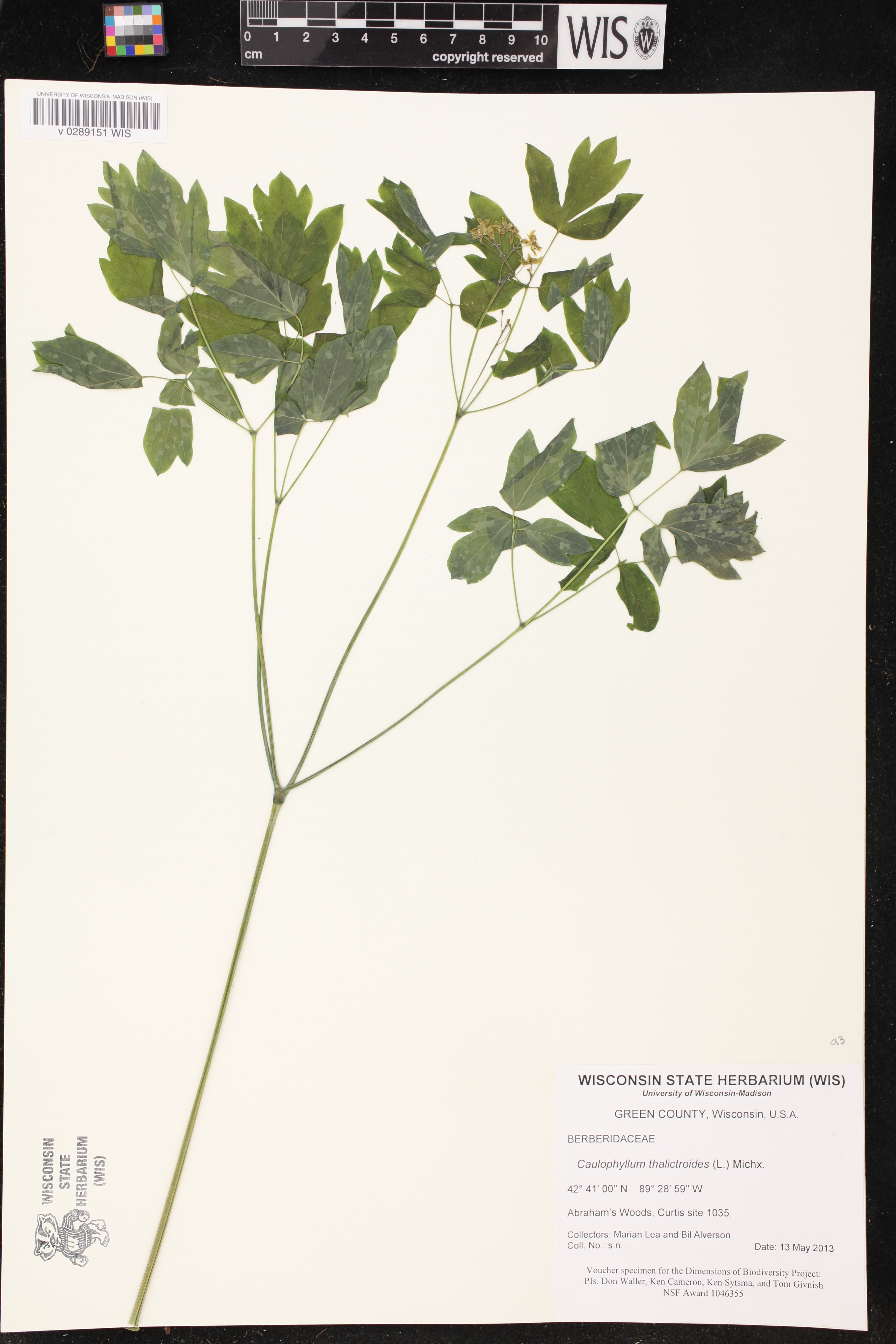 Caulophyllum thalictroides image
