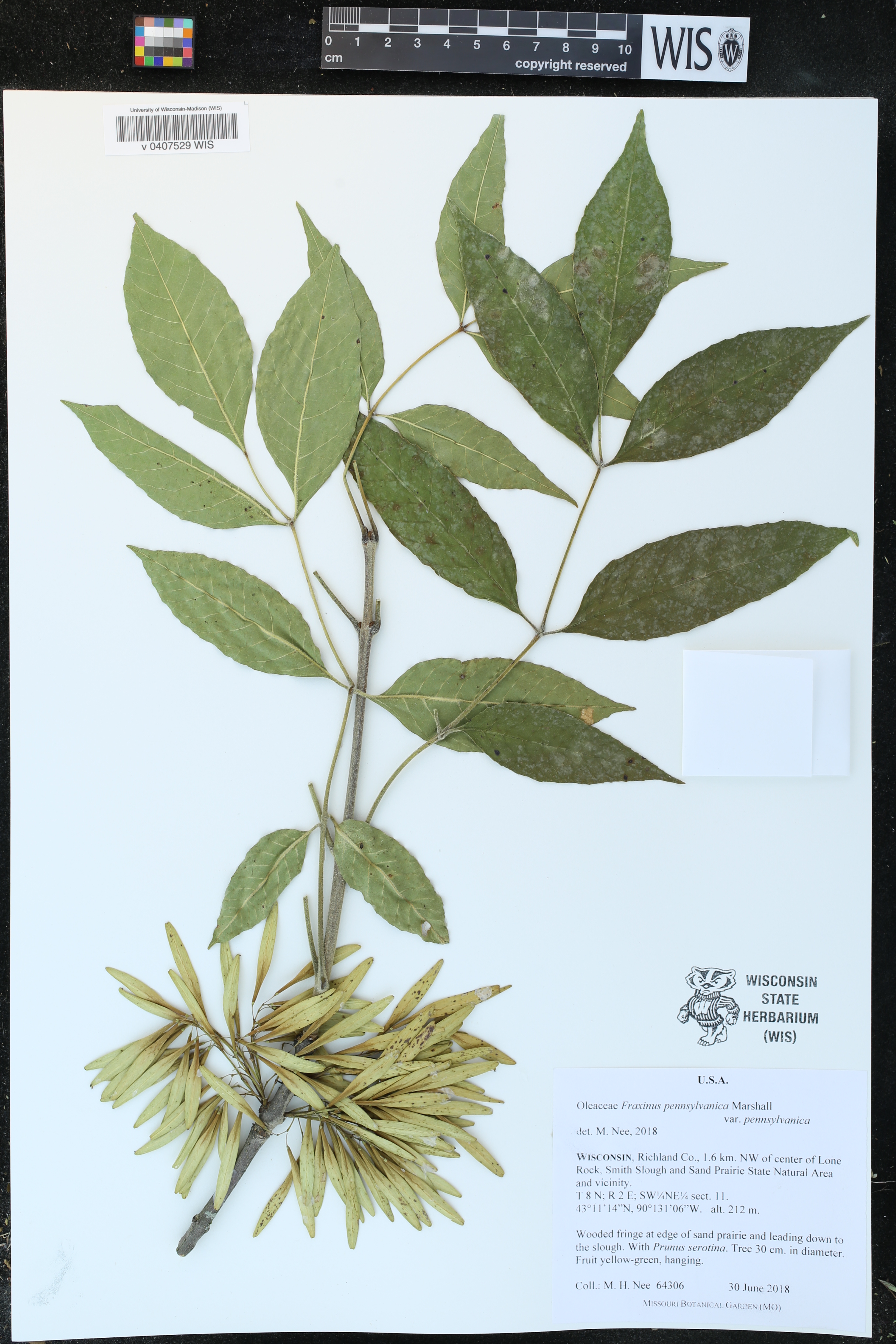 Fraxinus pennsylvanica image