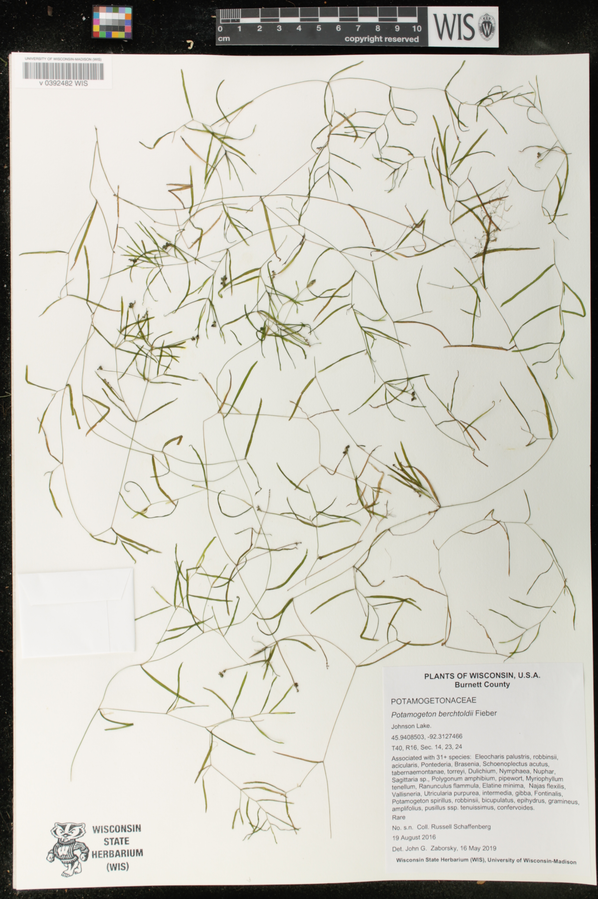 Potamogeton berchtoldii image