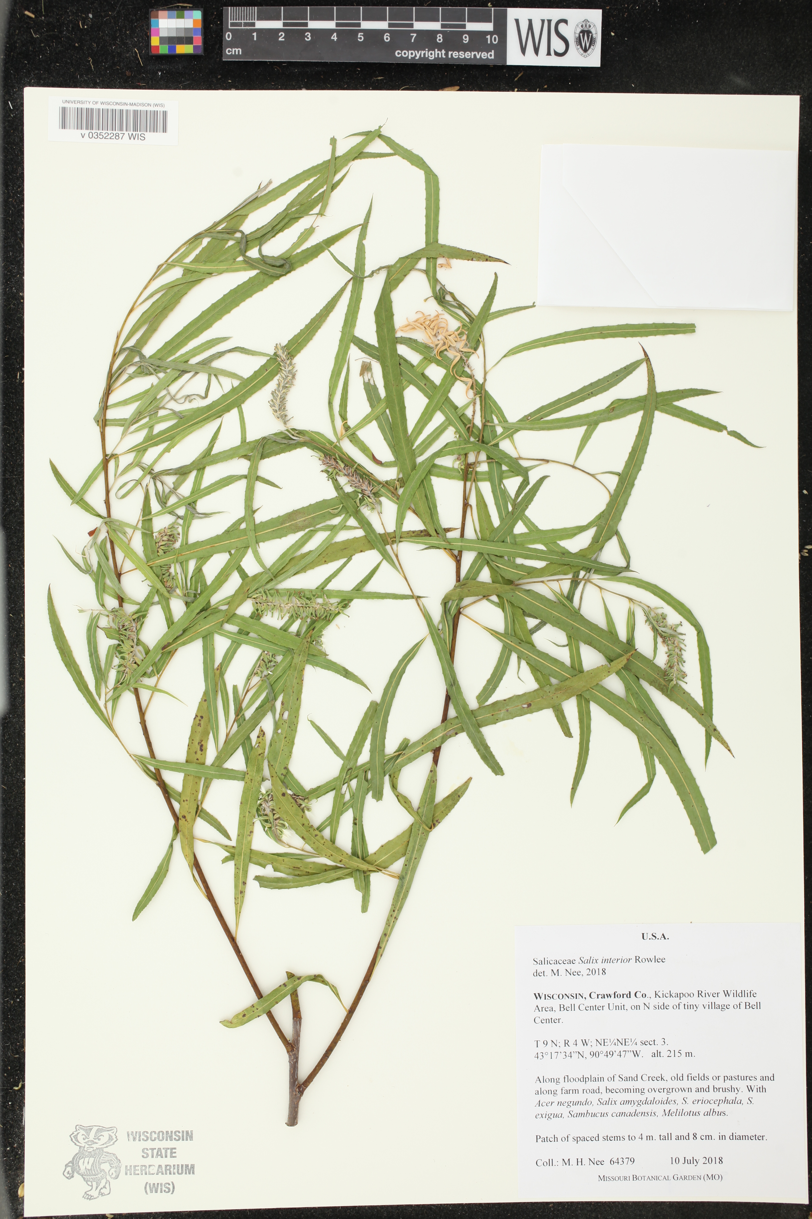 Salix interior image