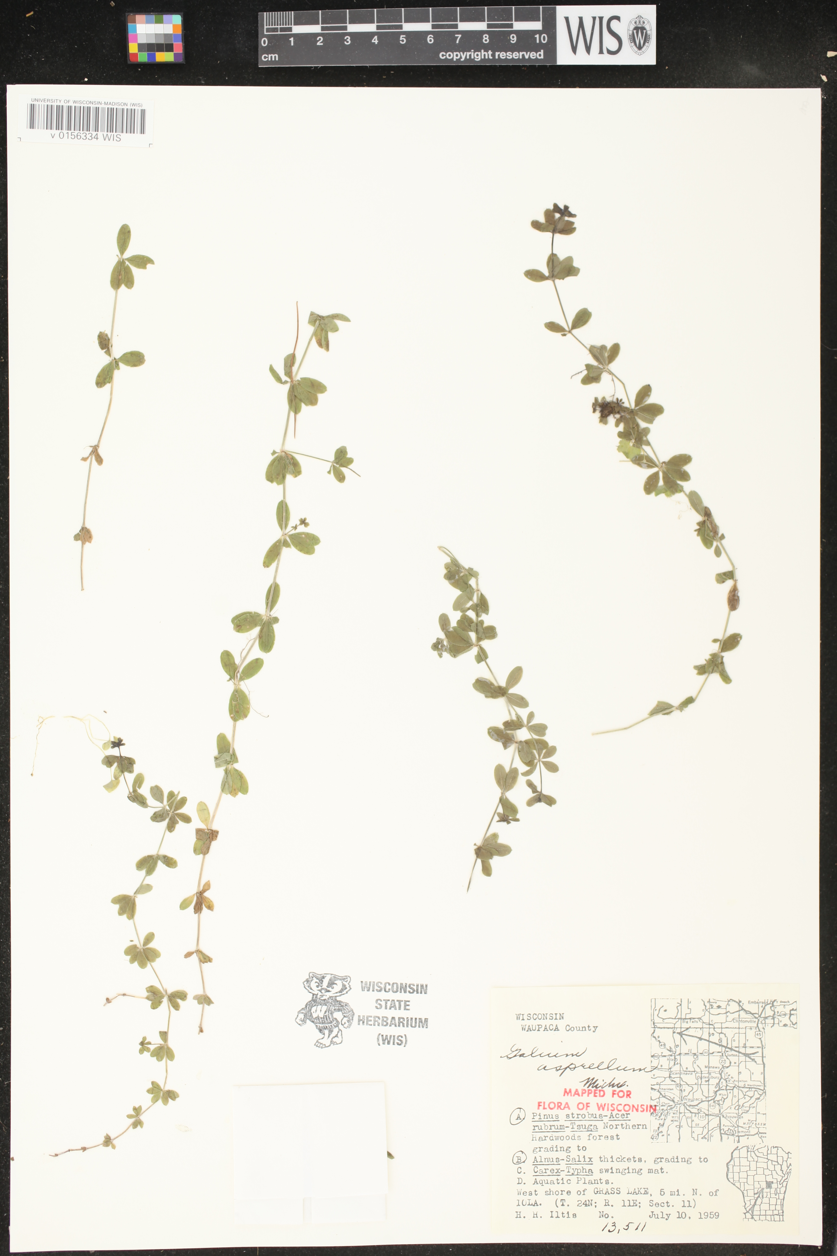 Galium asprellum image