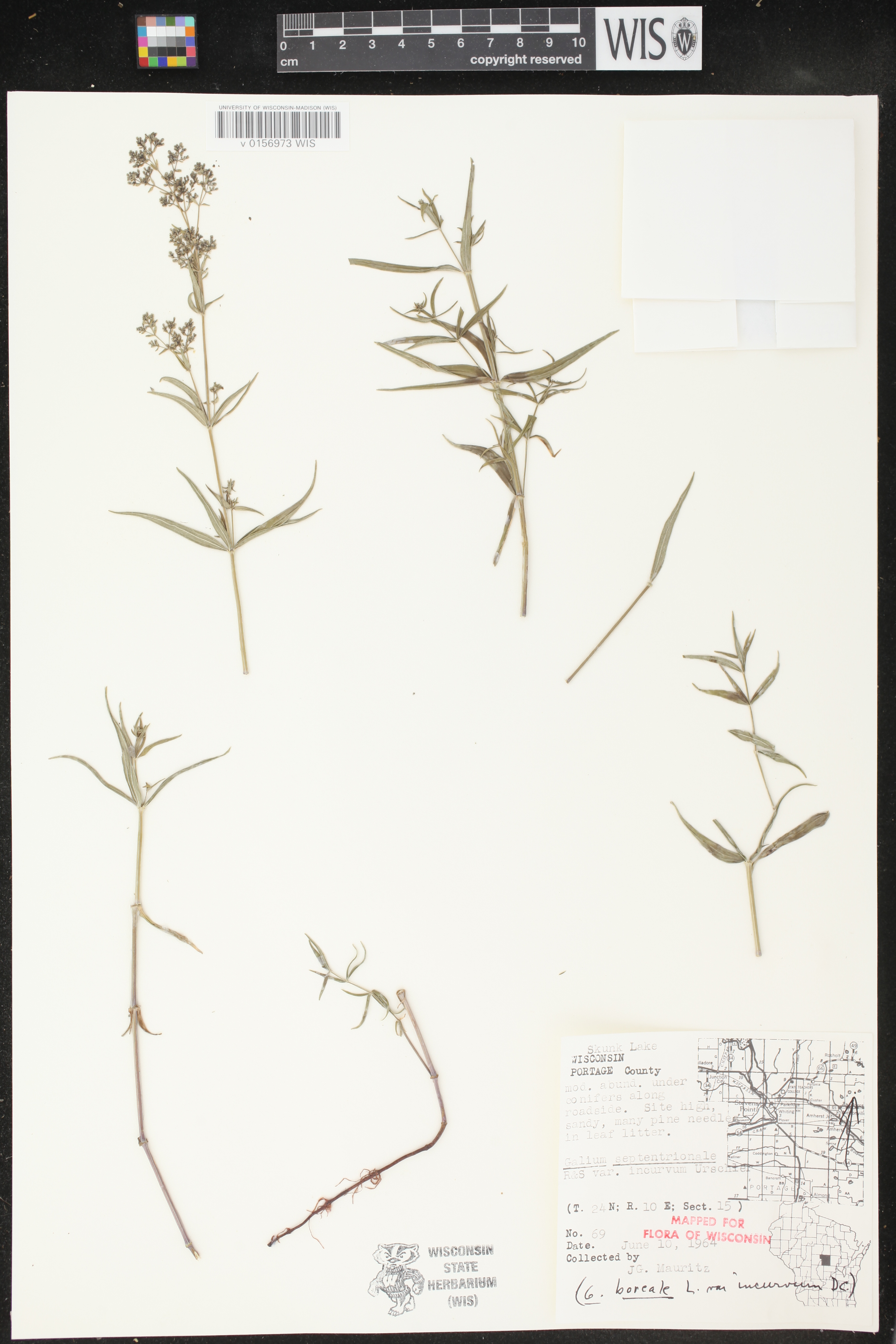 Galium boreale image