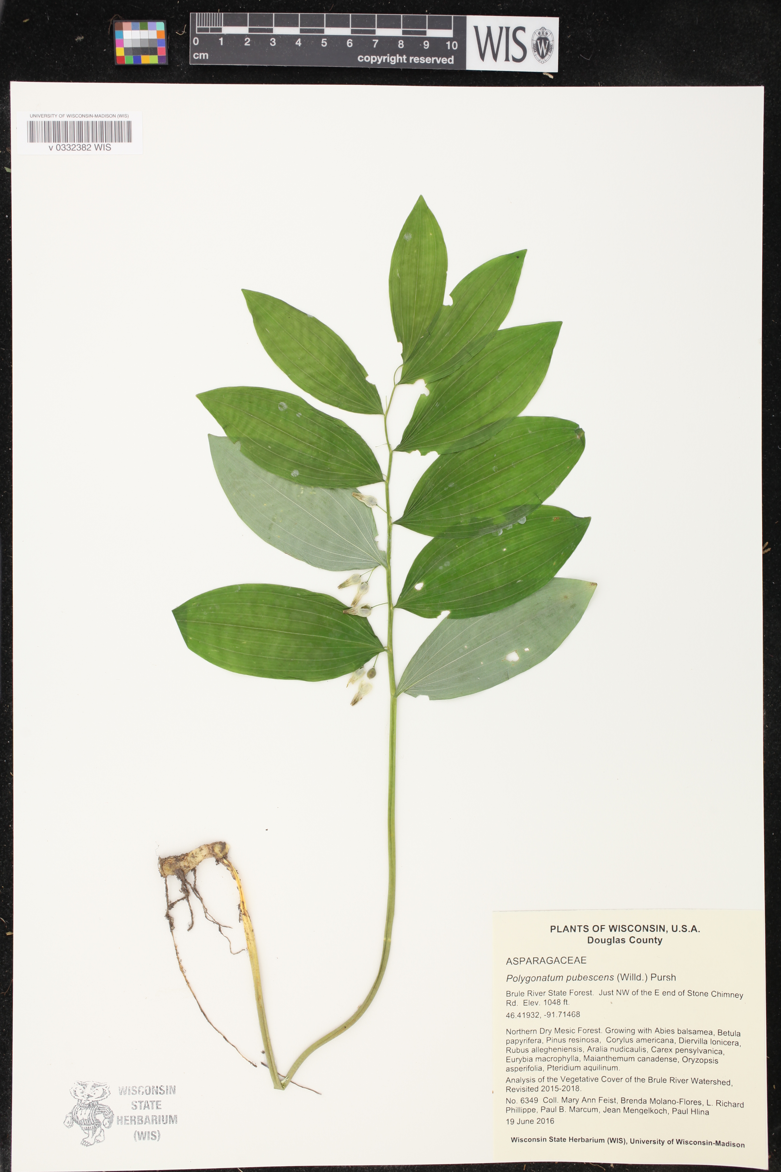 Polygonatum pubescens image