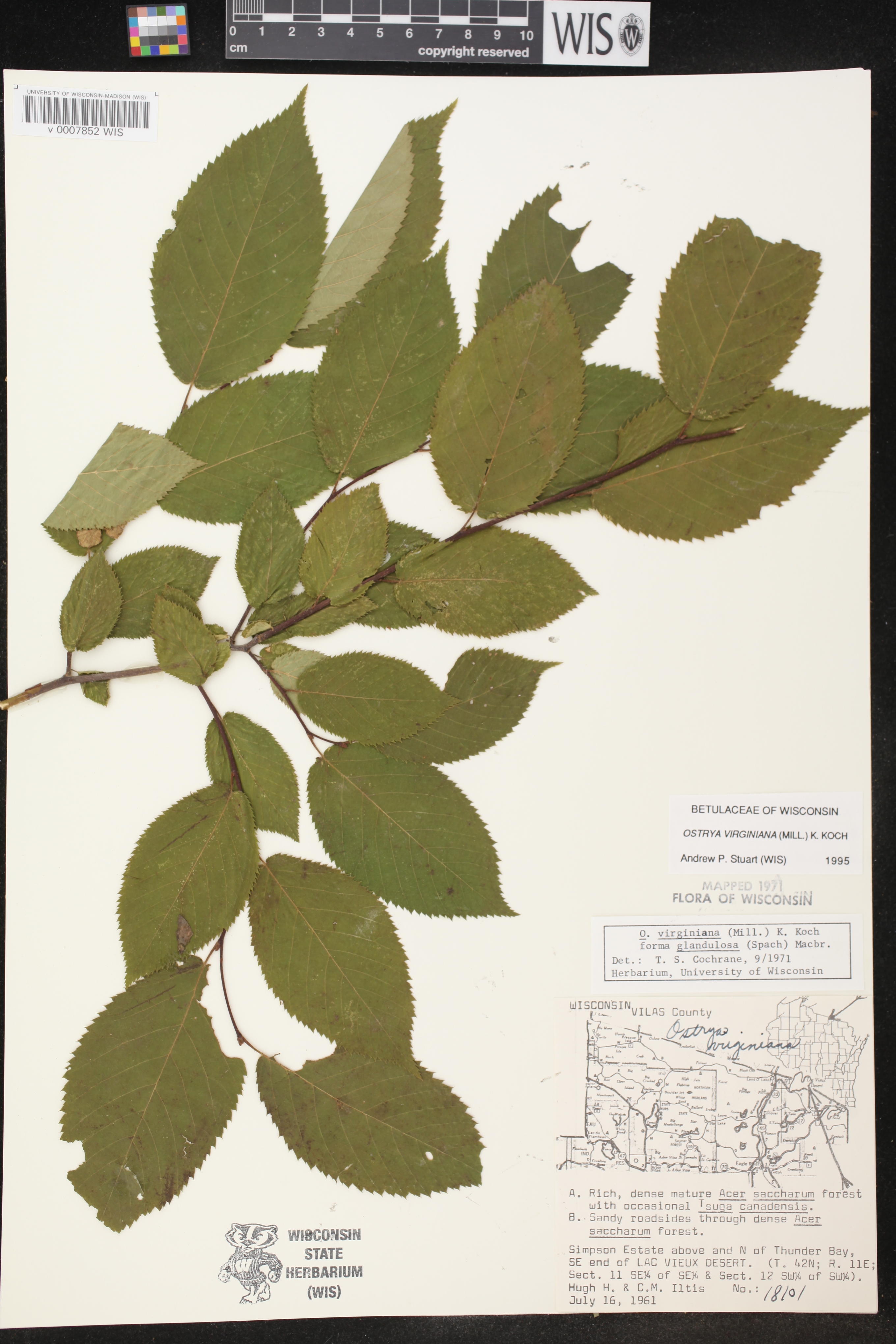 Ostrya virginiana image