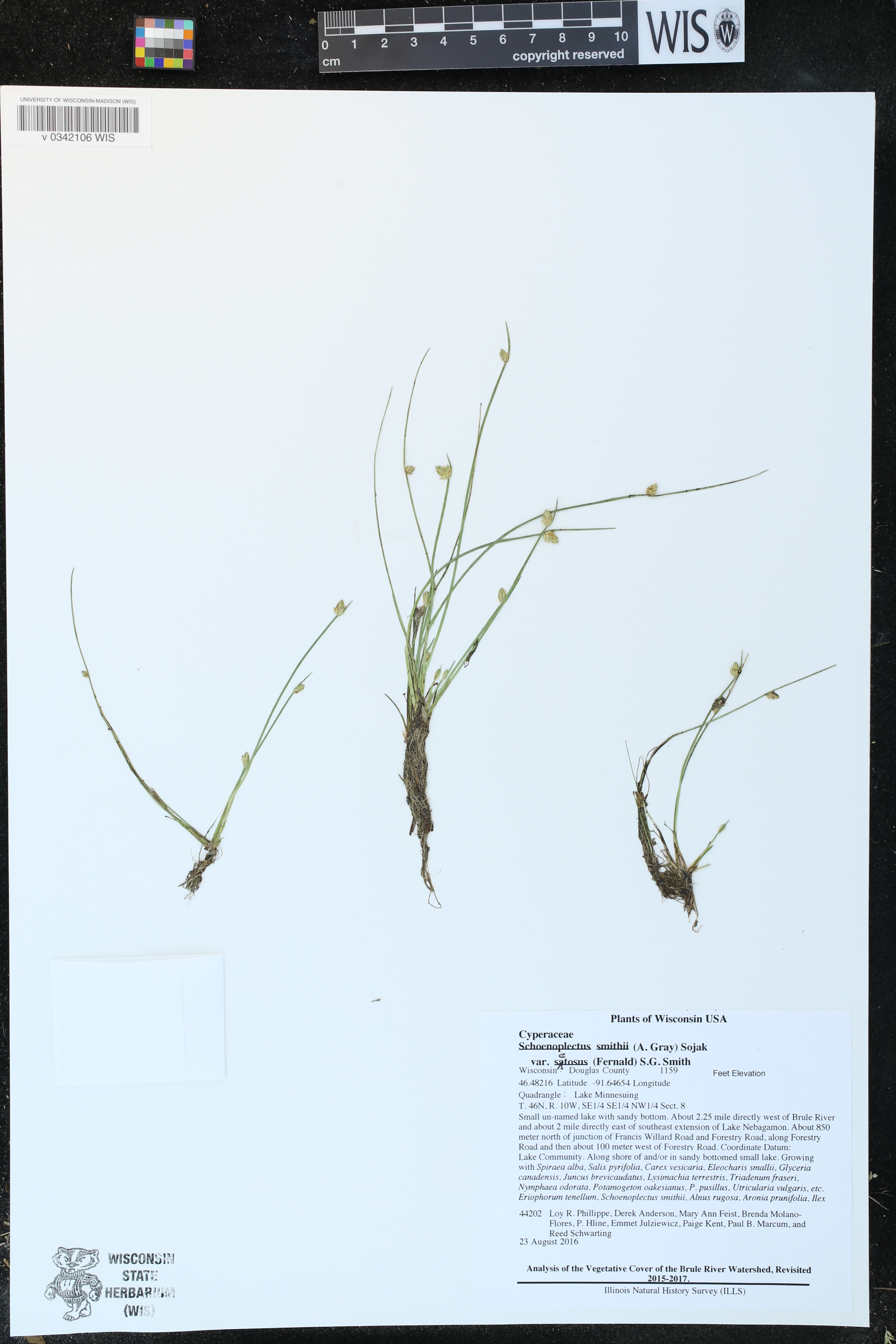 Schoenoplectus smithii image
