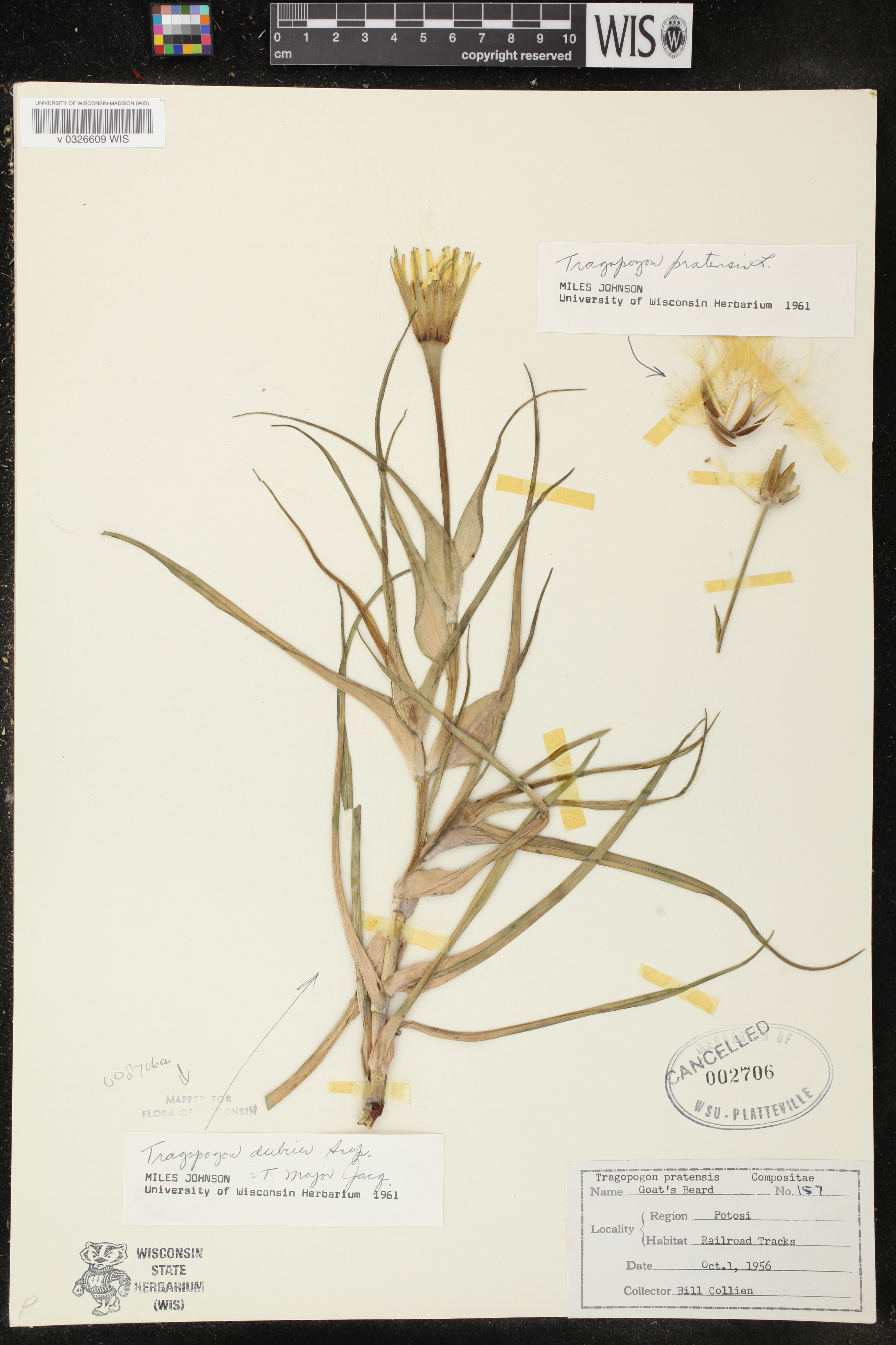 Tragopogon pratensis image