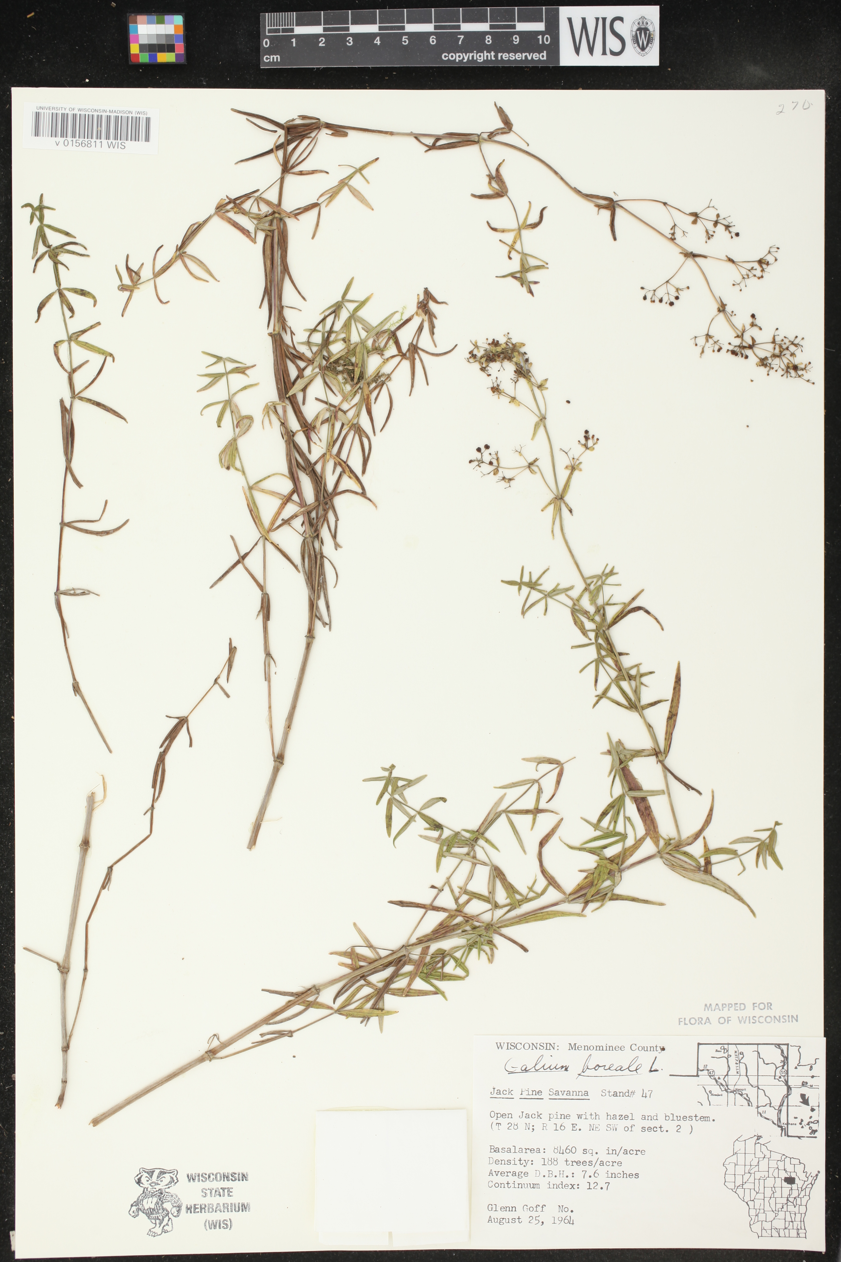 Galium boreale image