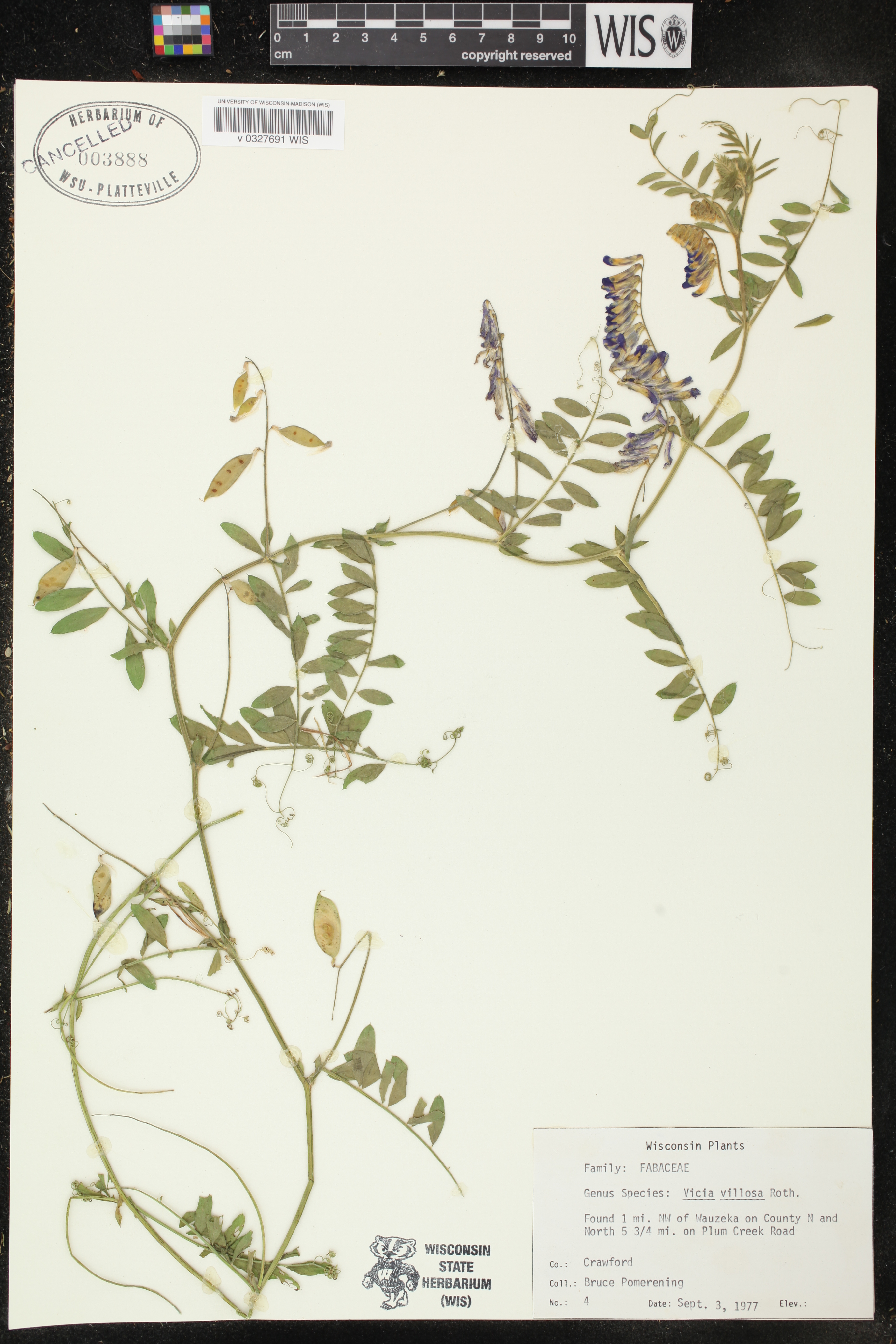 Vicia villosa image