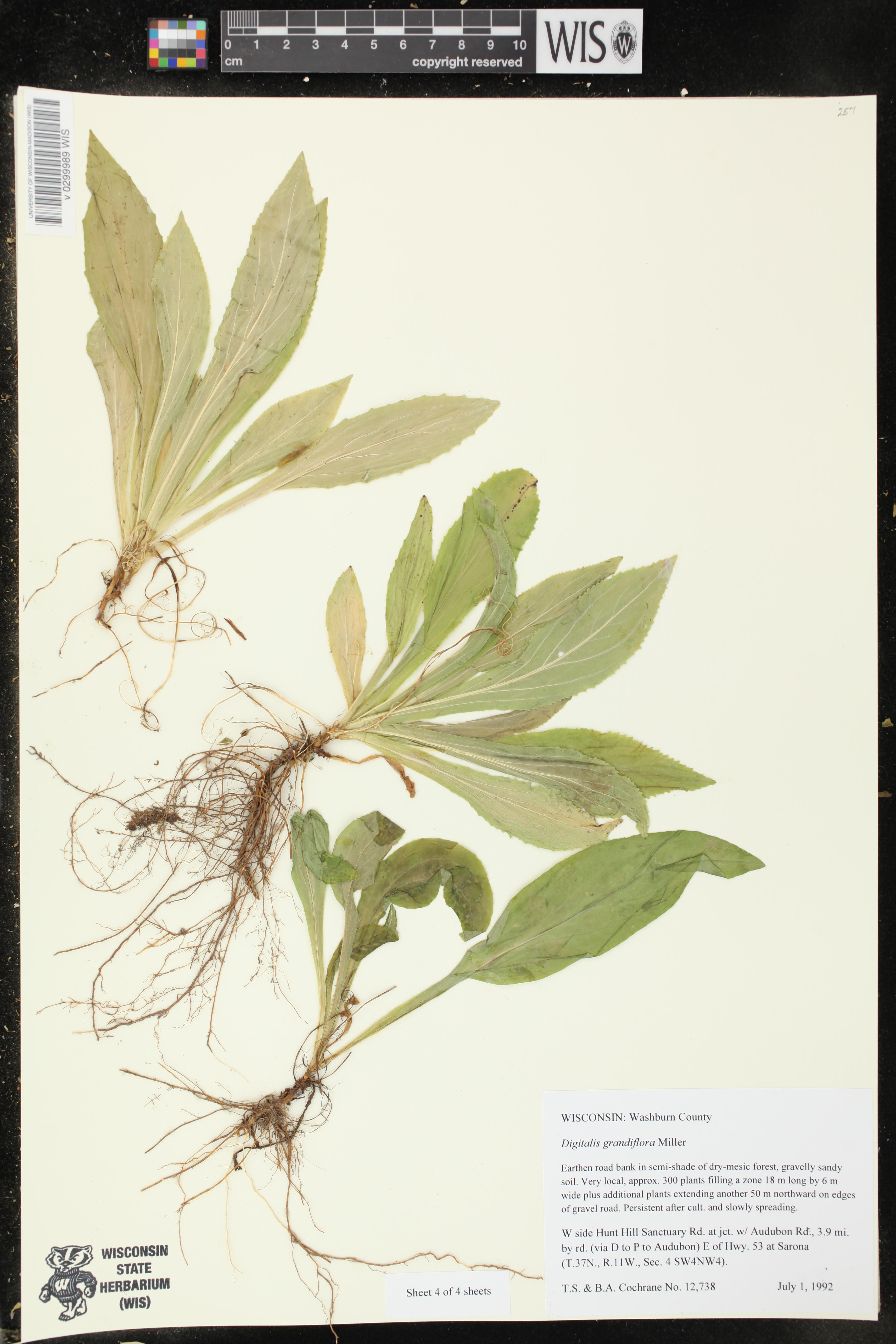 Digitalis grandiflora image