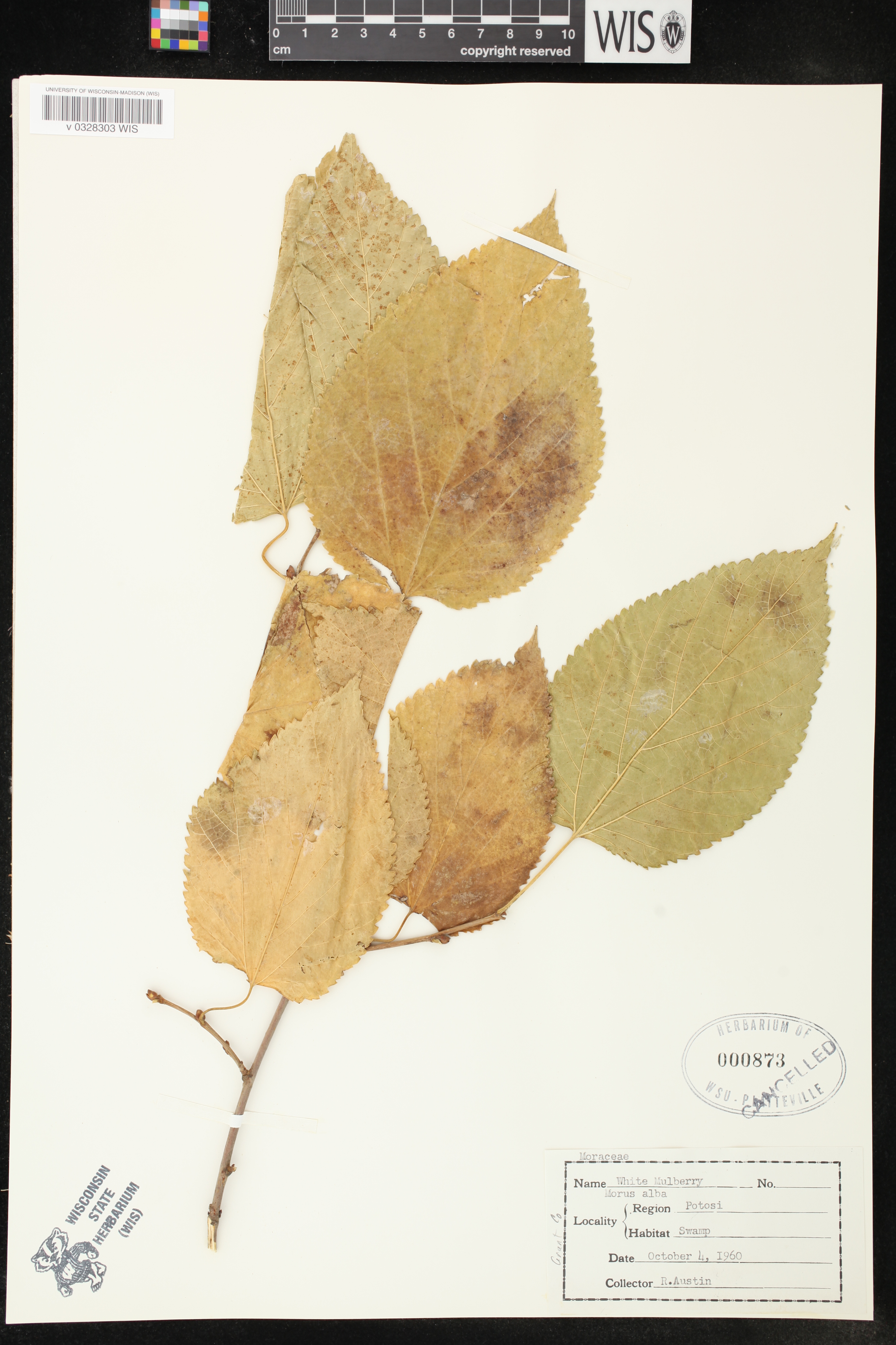 Morus alba image