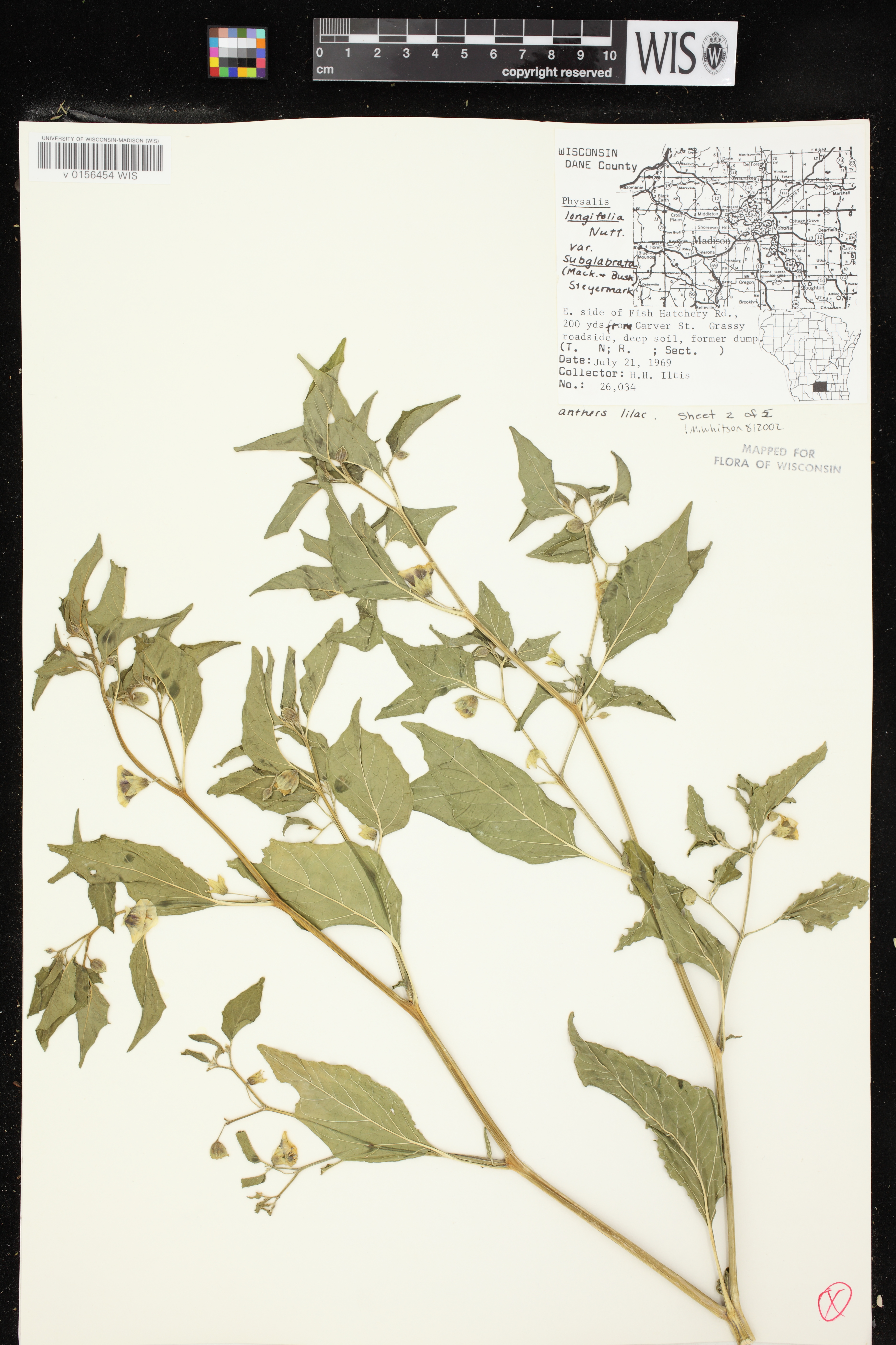 Physalis longifolia image