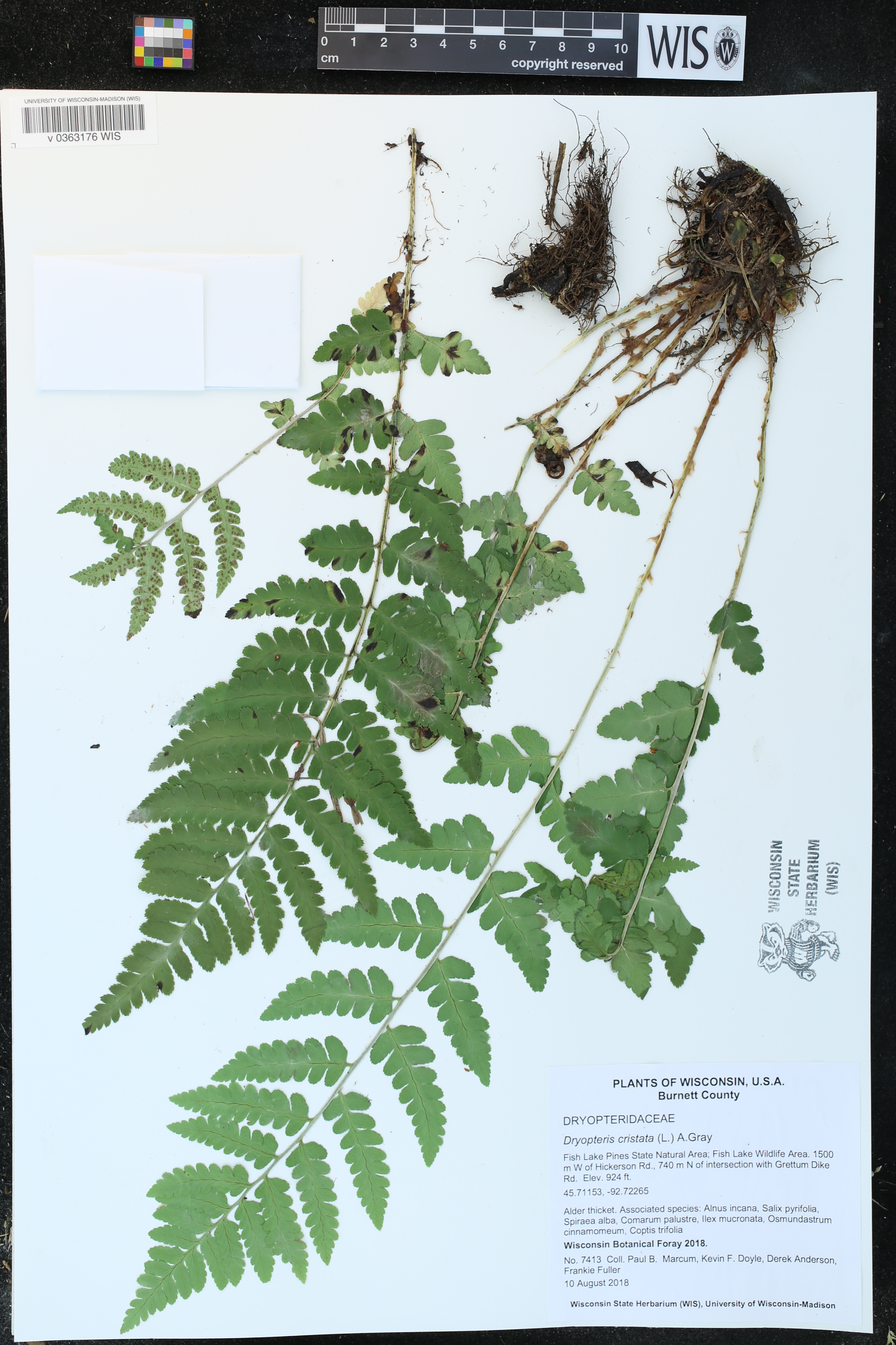 Dryopteris cristata image