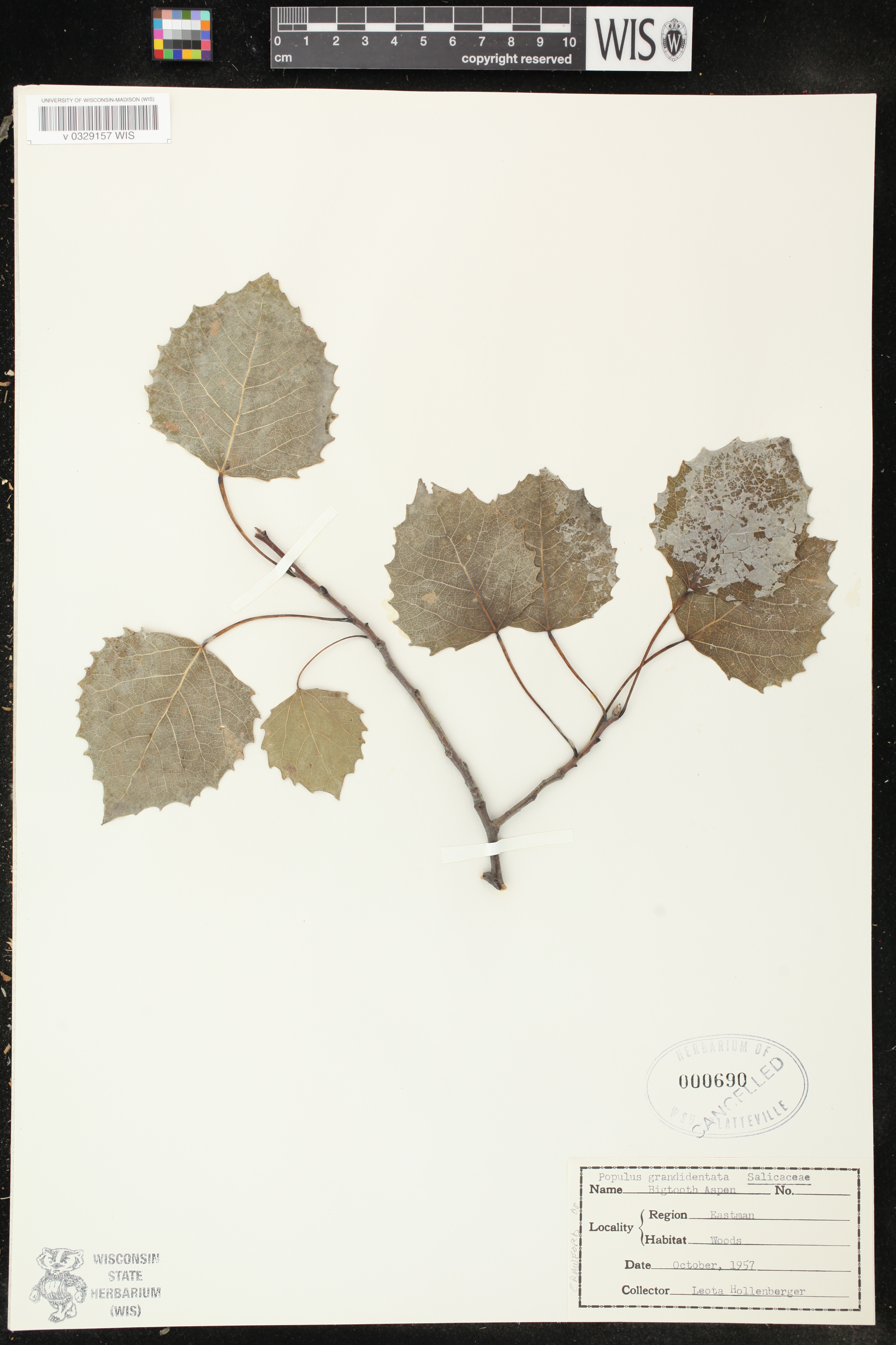 Populus grandidentata image