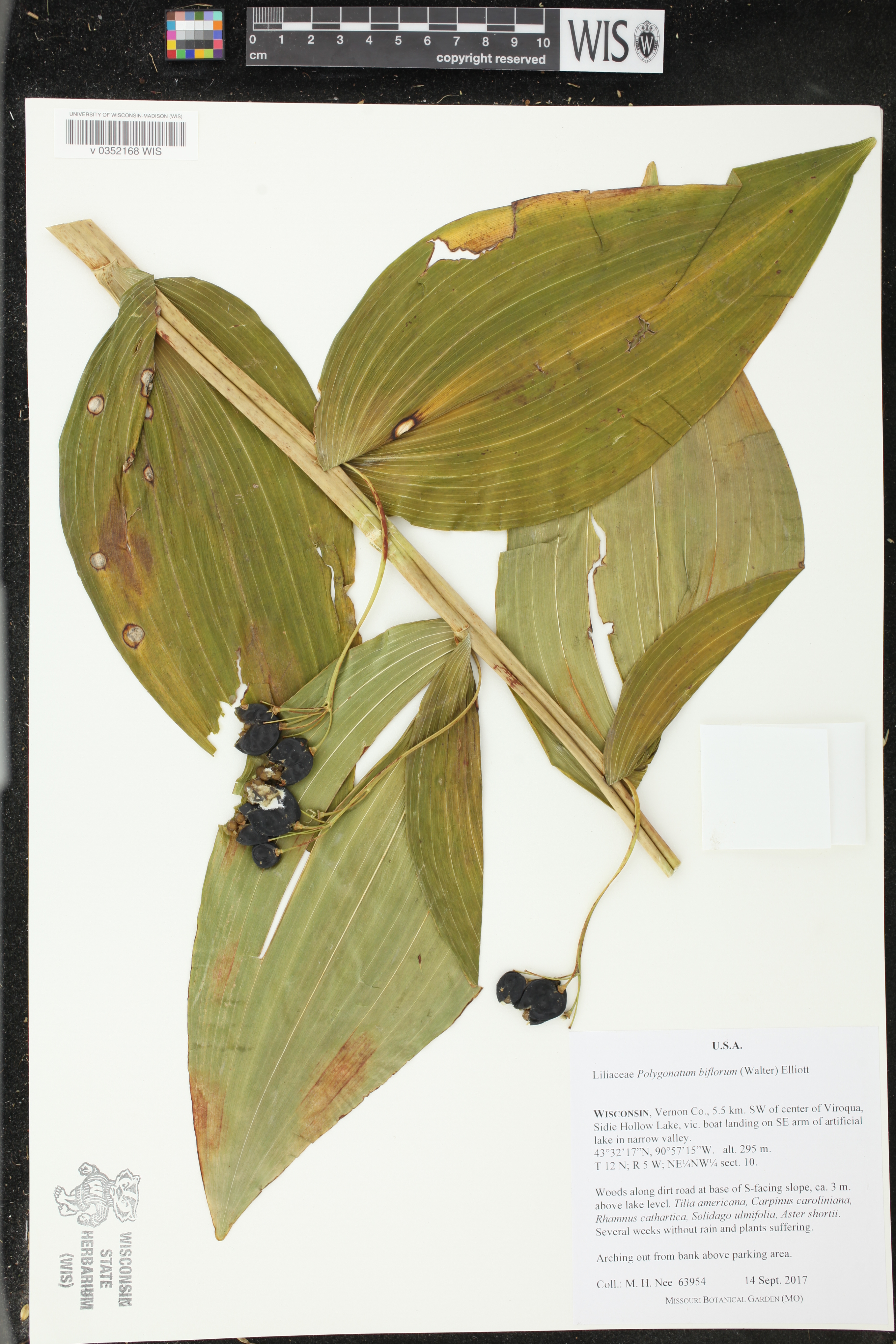 Polygonatum biflorum image