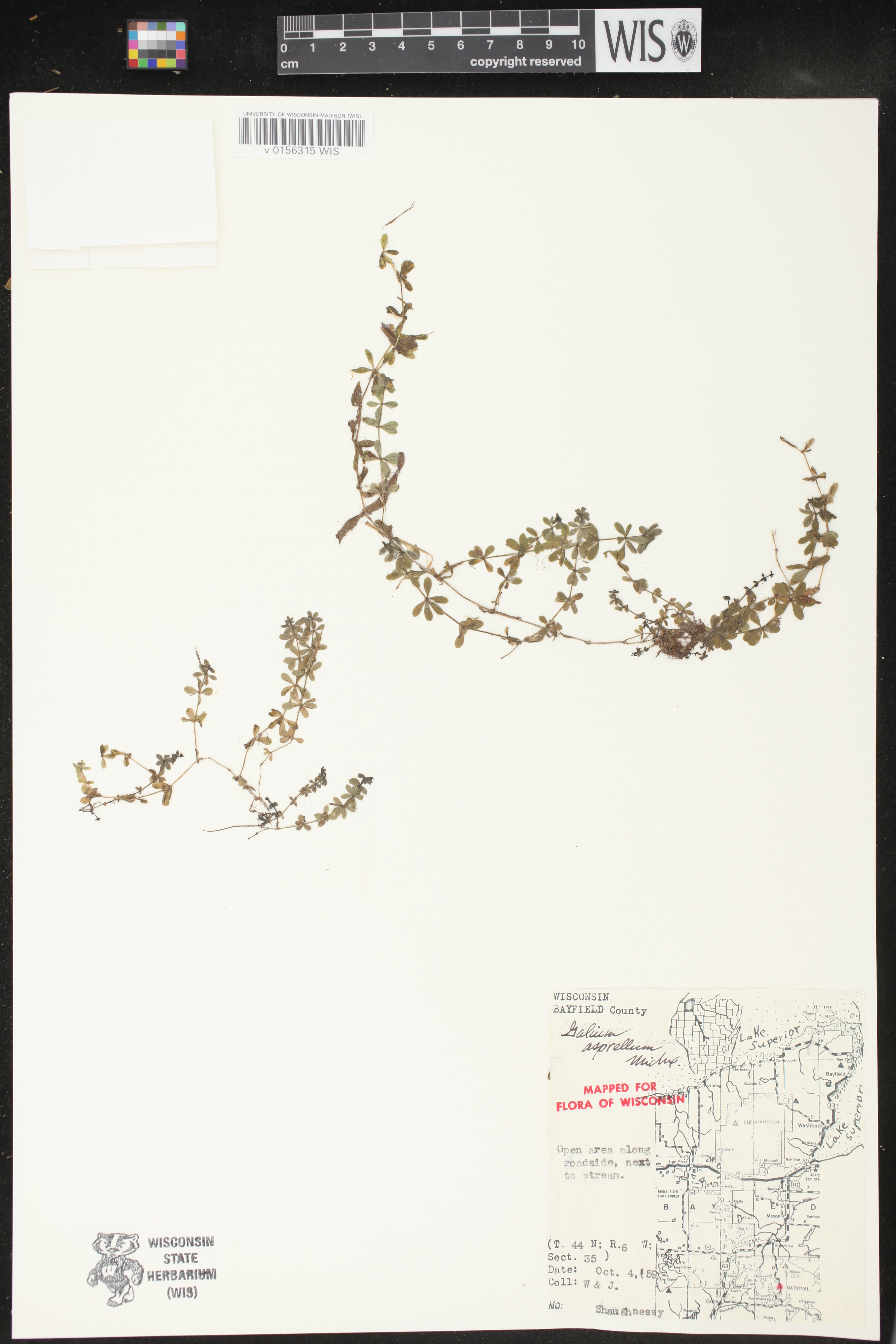 Galium asprellum image