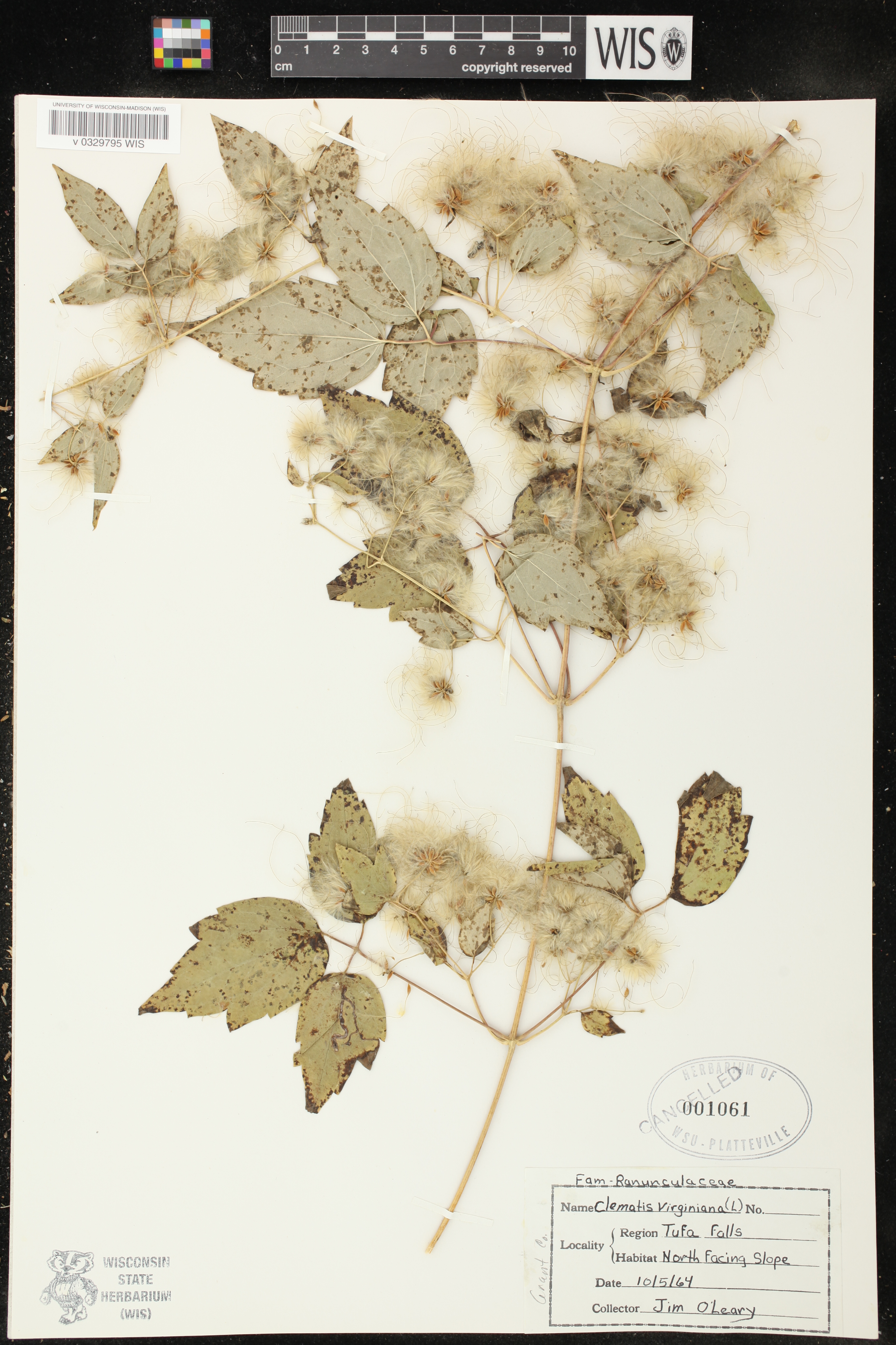 Clematis virginiana image
