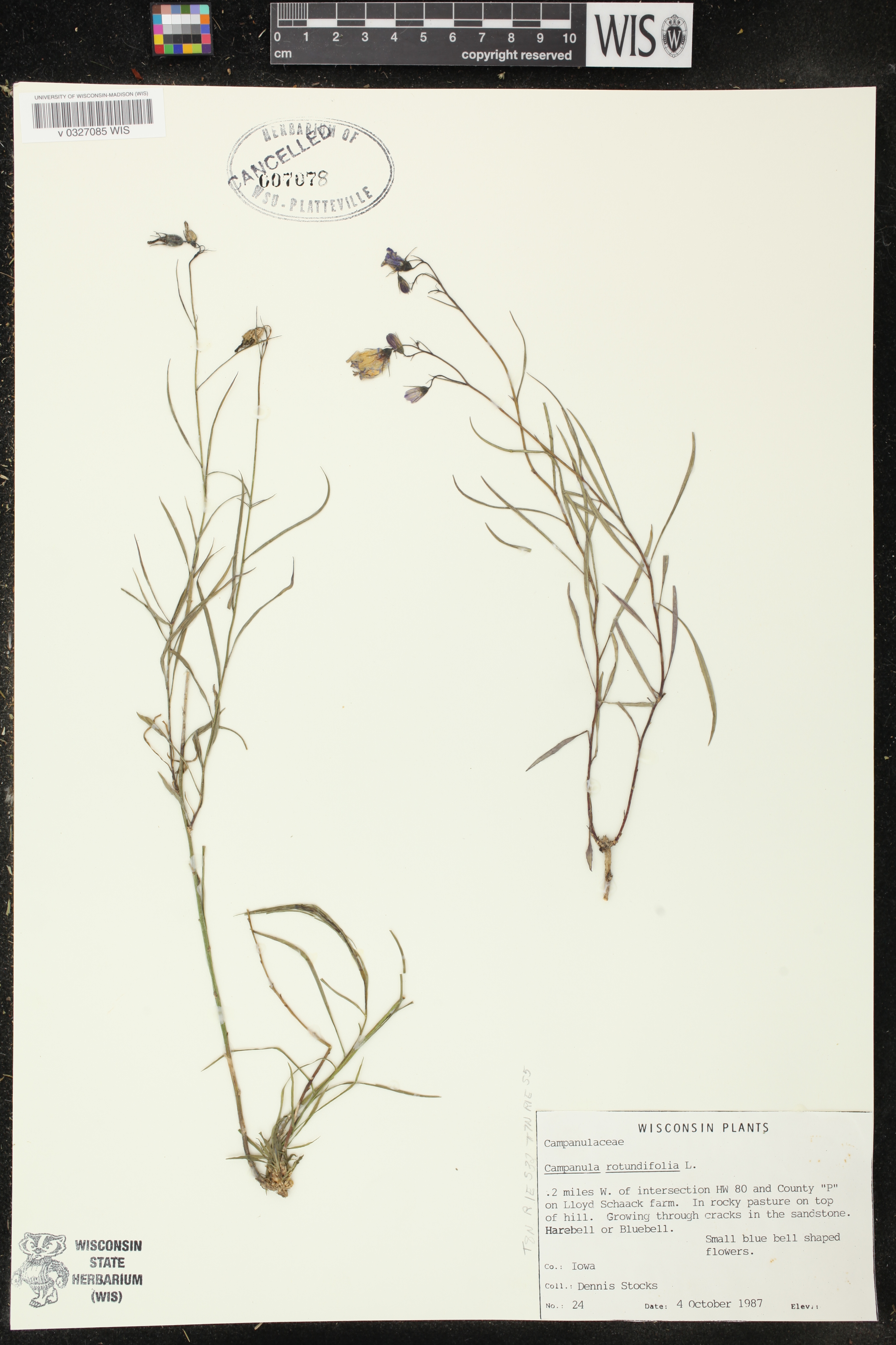 Campanula rotundifolia image