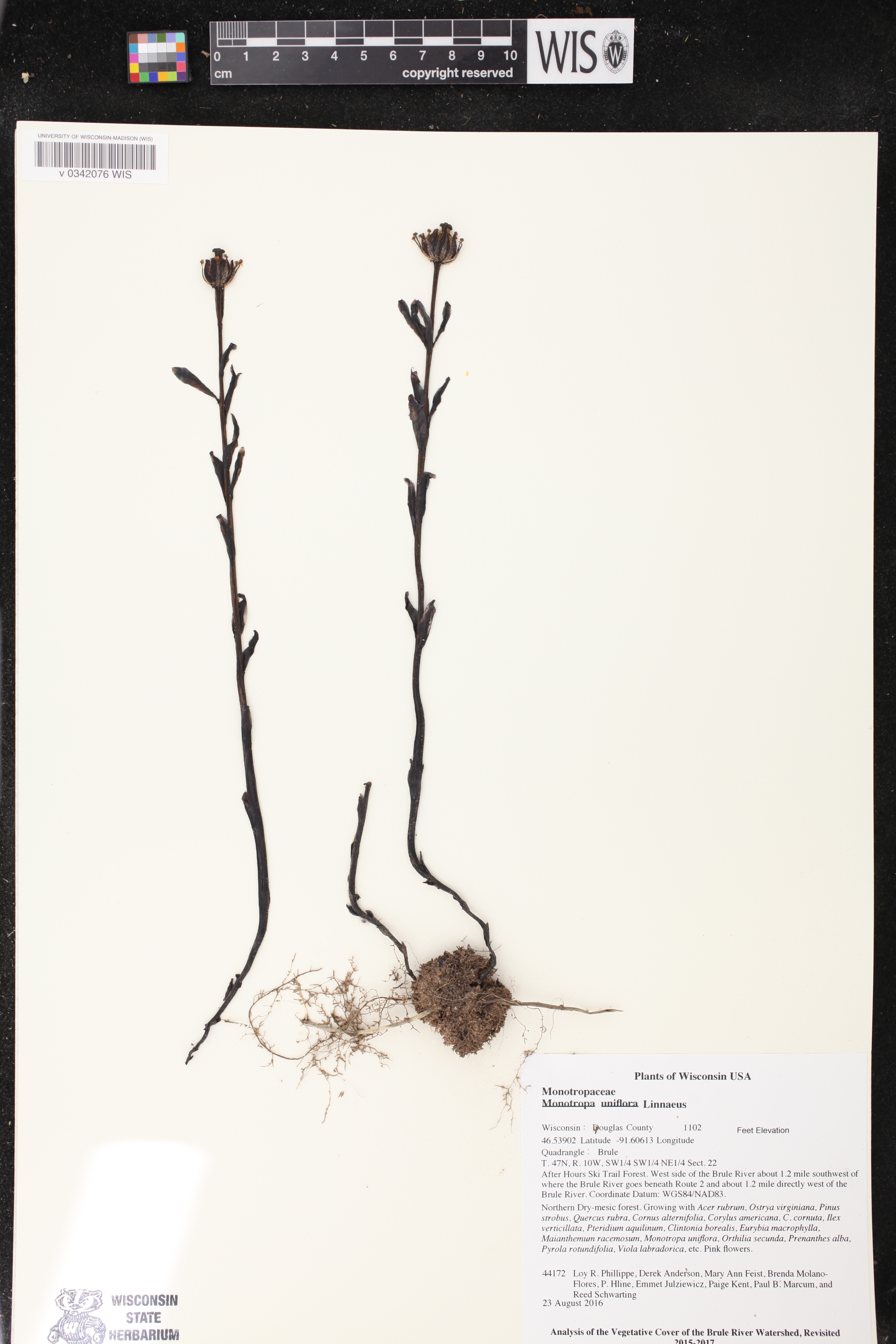 Monotropa uniflora image